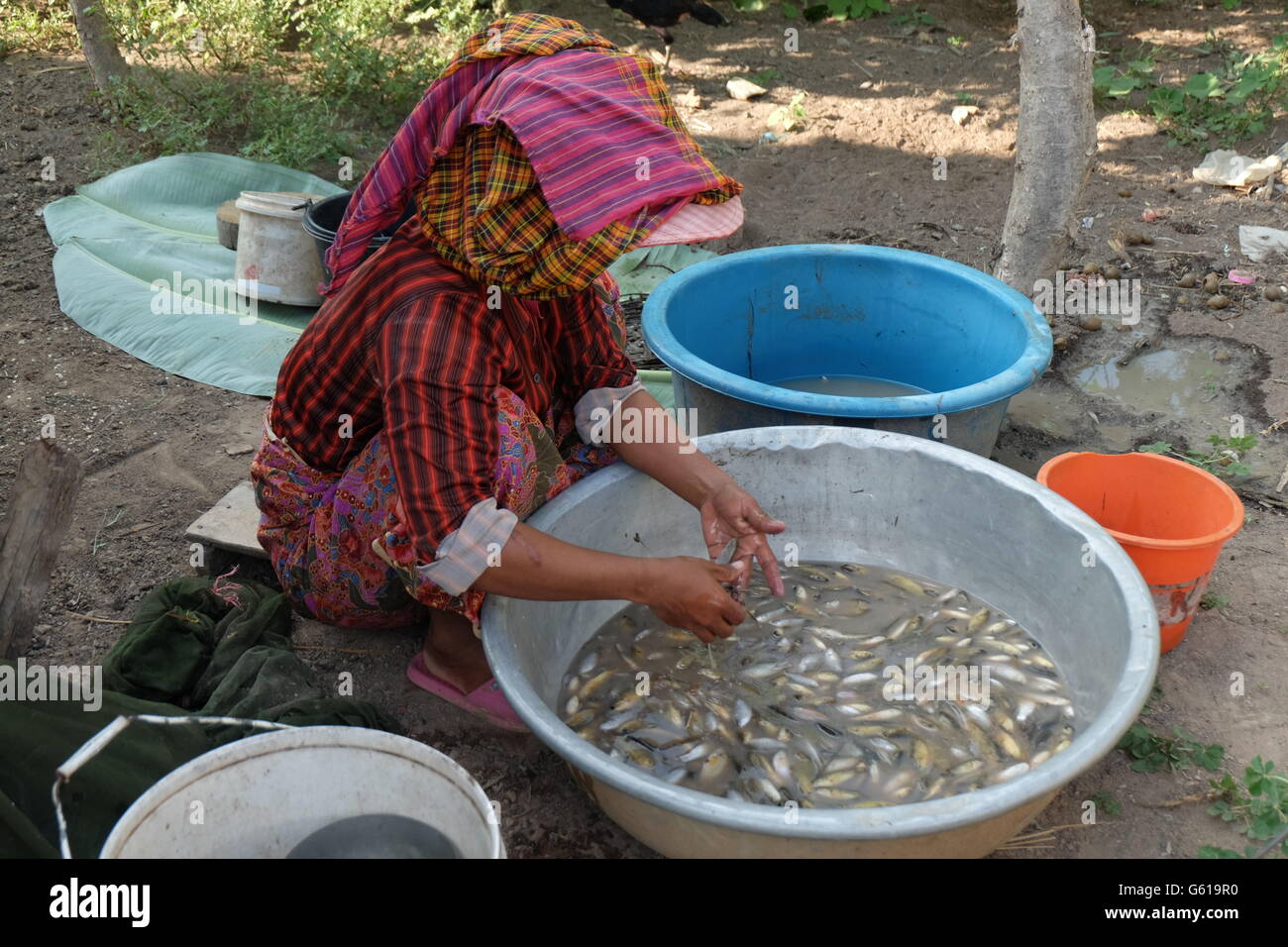 Preparazione del pesce per la cena in un villaggio cambogiano Foto Stock