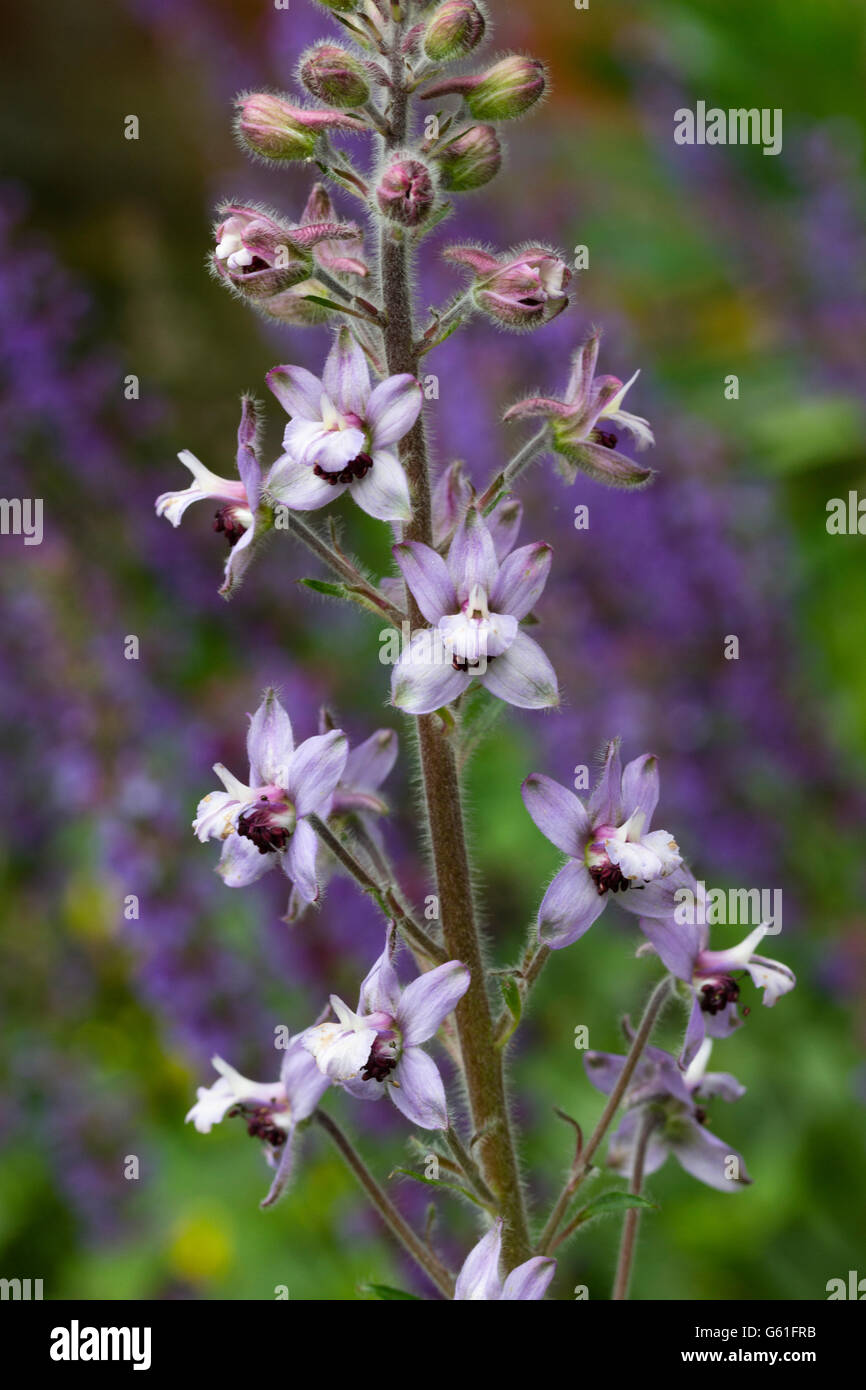 Distanziati lilla e marrone dei fiori di piante erbacee biennale, Delphinium requienii Foto Stock