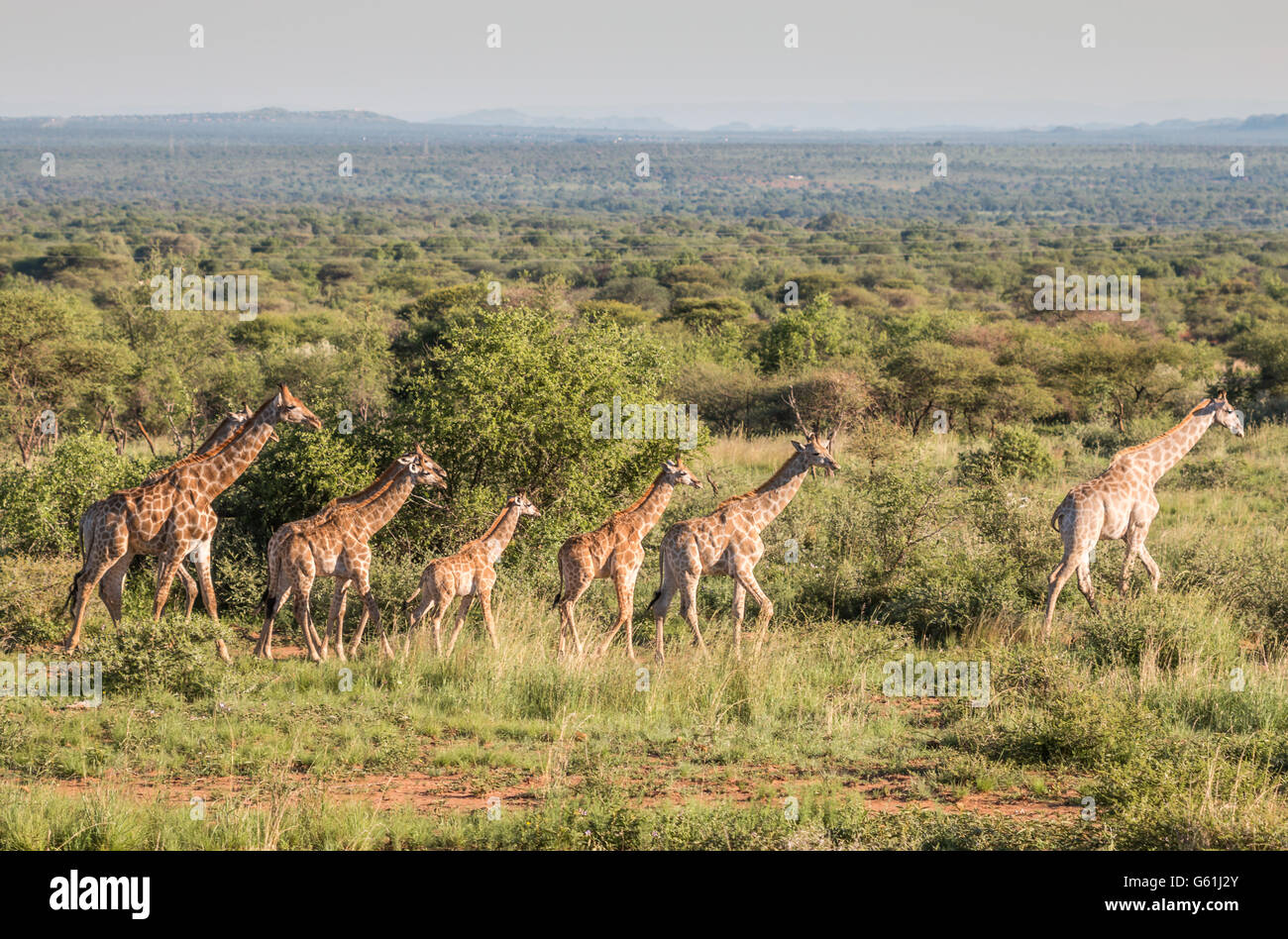 Le giraffe in Safari Africano Foto Stock