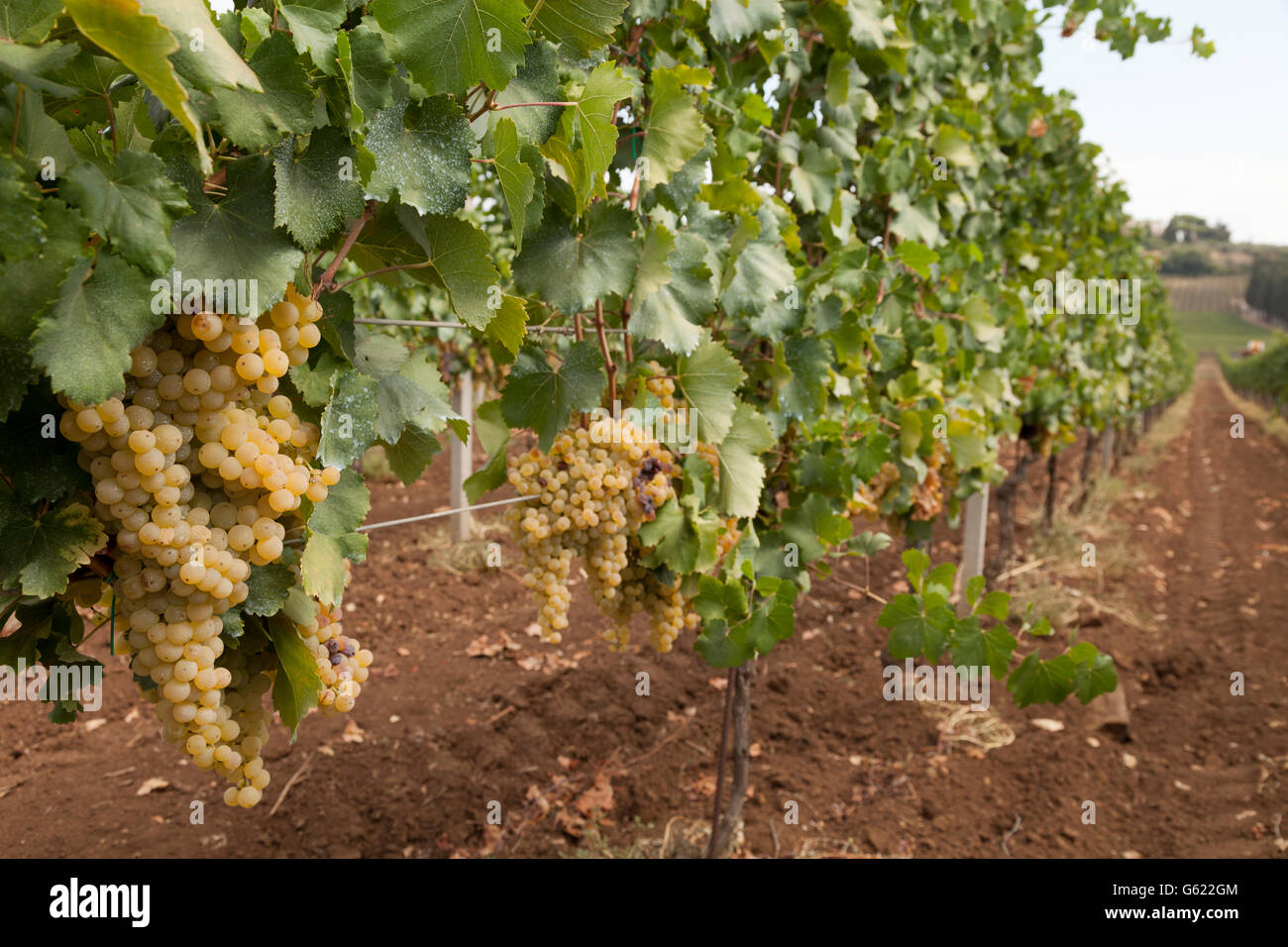 L'uva matura sui tralci pronti per la raccolta di Frascati, Lazio, l'Italia, Europa Foto Stock