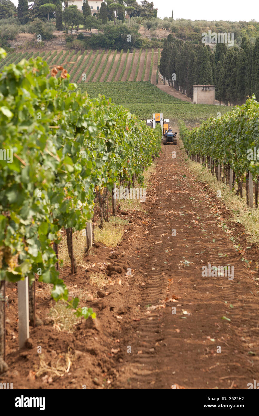 Filari di viti con una mietitrice meccanica a distanza la raccolta di uva, a Frascati, Italia, Europa Foto Stock