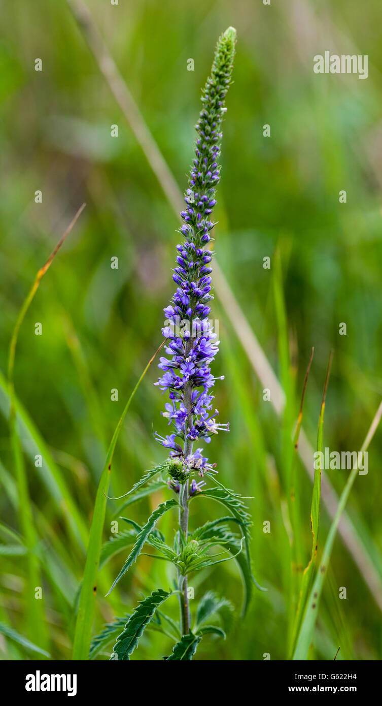 Giardino speedwell (Veronica longifolia) blossom Foto Stock