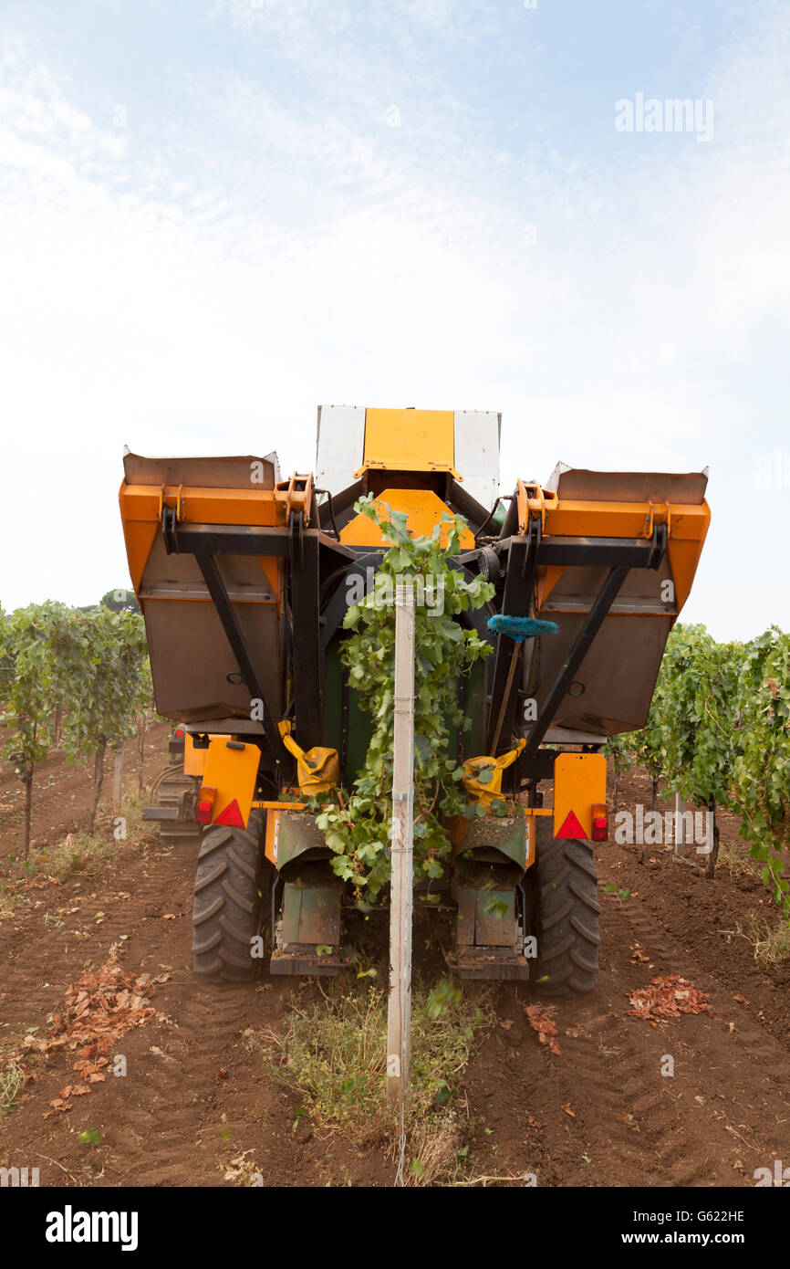Mietitrice meccanica raccogliere le uve a Frascati, Italia, Europa Foto Stock