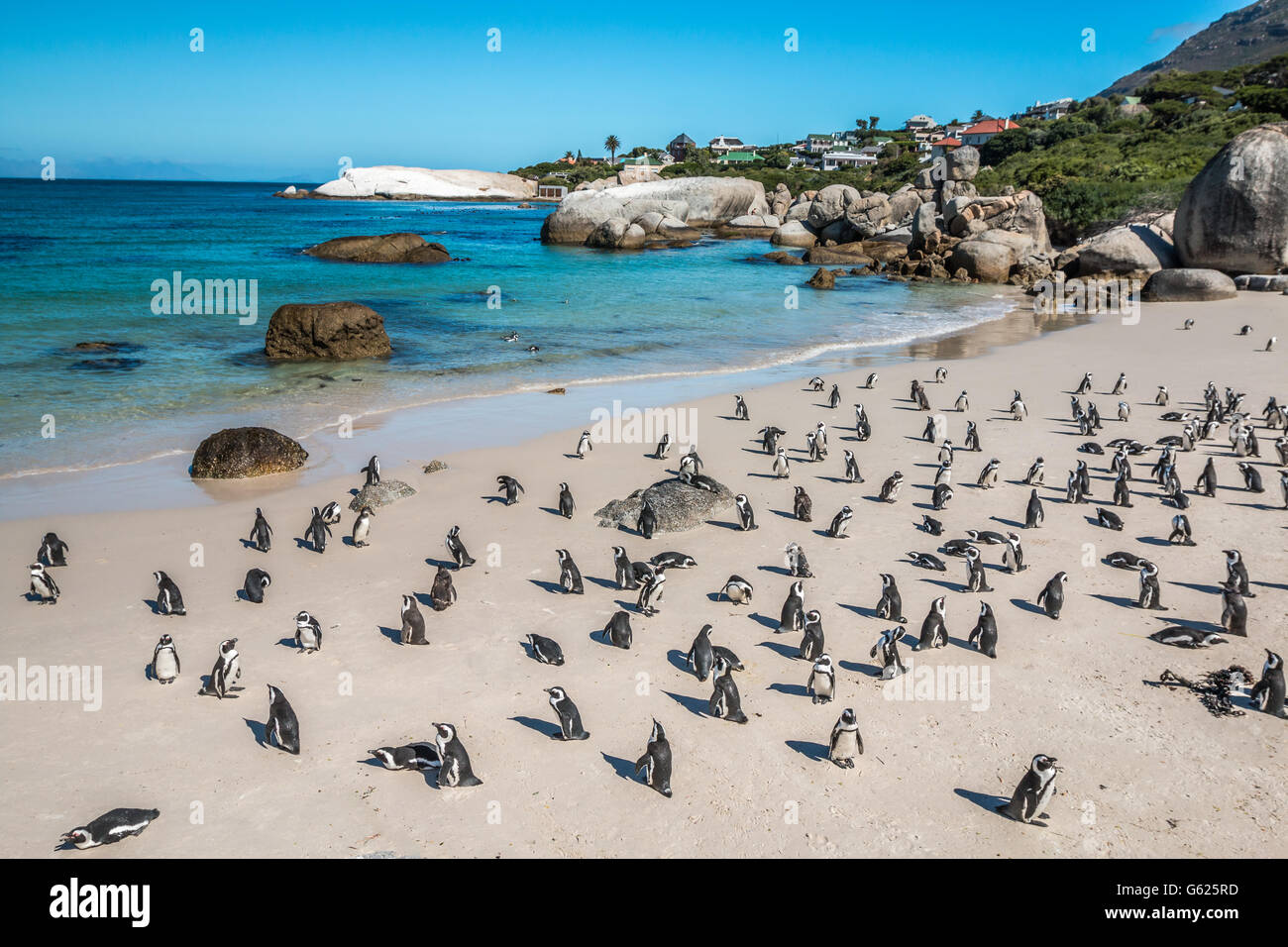 Pinguini a Boulders Beach a Città del Capo in Sud Africa Foto Stock