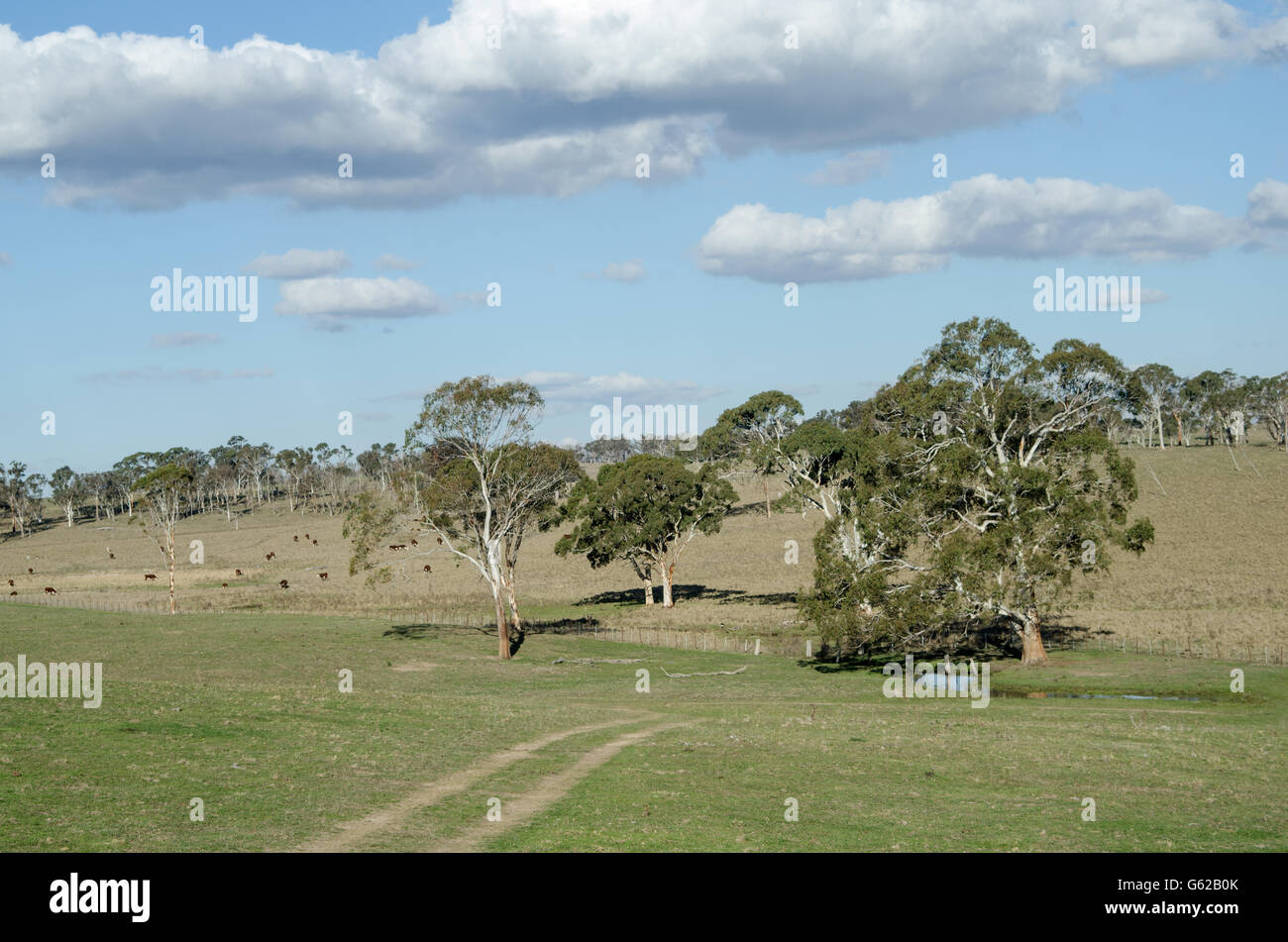 Scena pastorale con la gomma alberi,un foro per l'acqua e Hereford bovini del Nord di alpeggi del NSW Australia Foto Stock