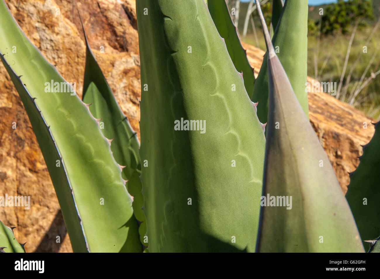 Aquave foglie Foto Stock
