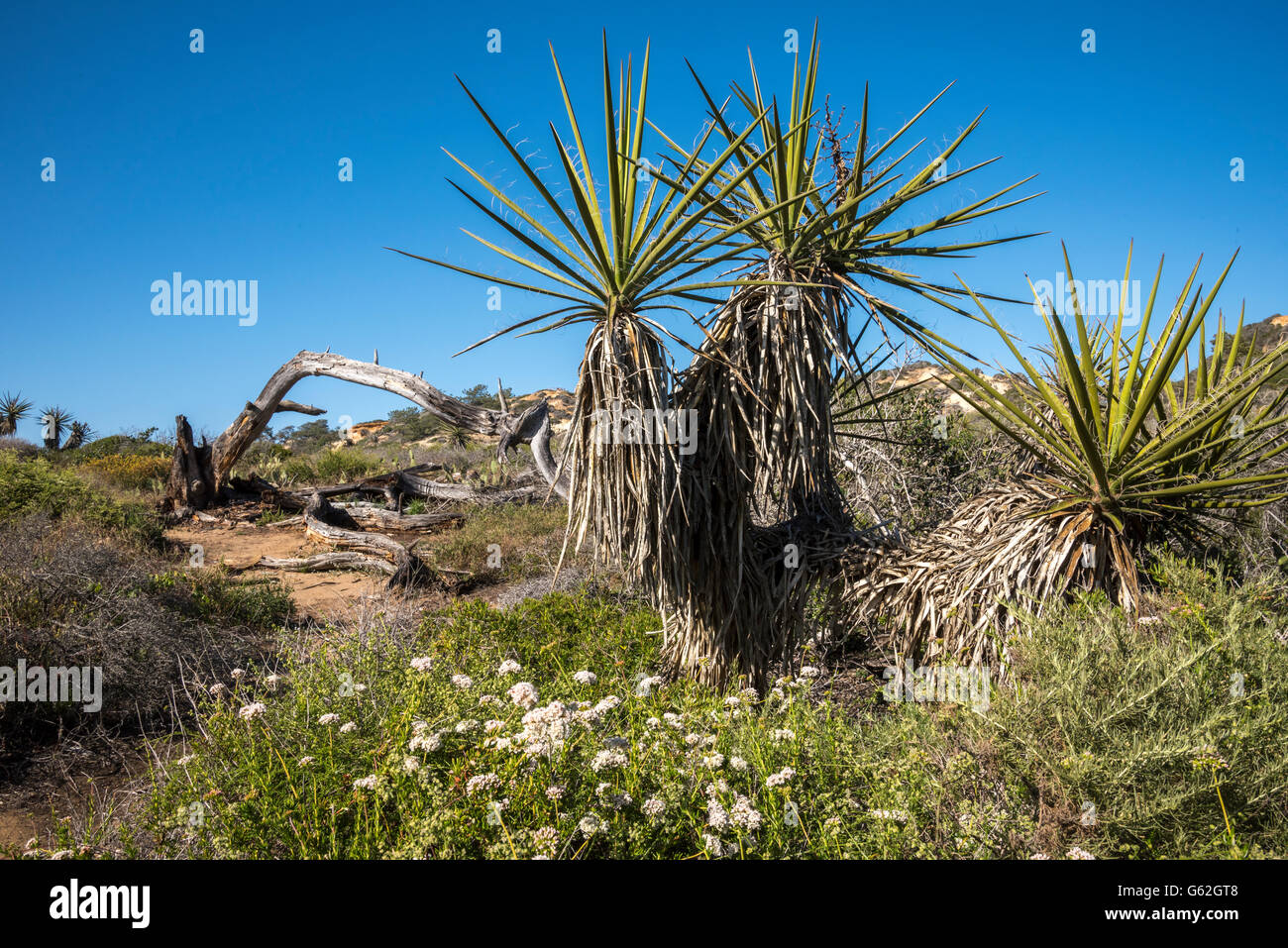 Punto di rasoio a Torrey Pines State Park, San Diego, CA Foto Stock