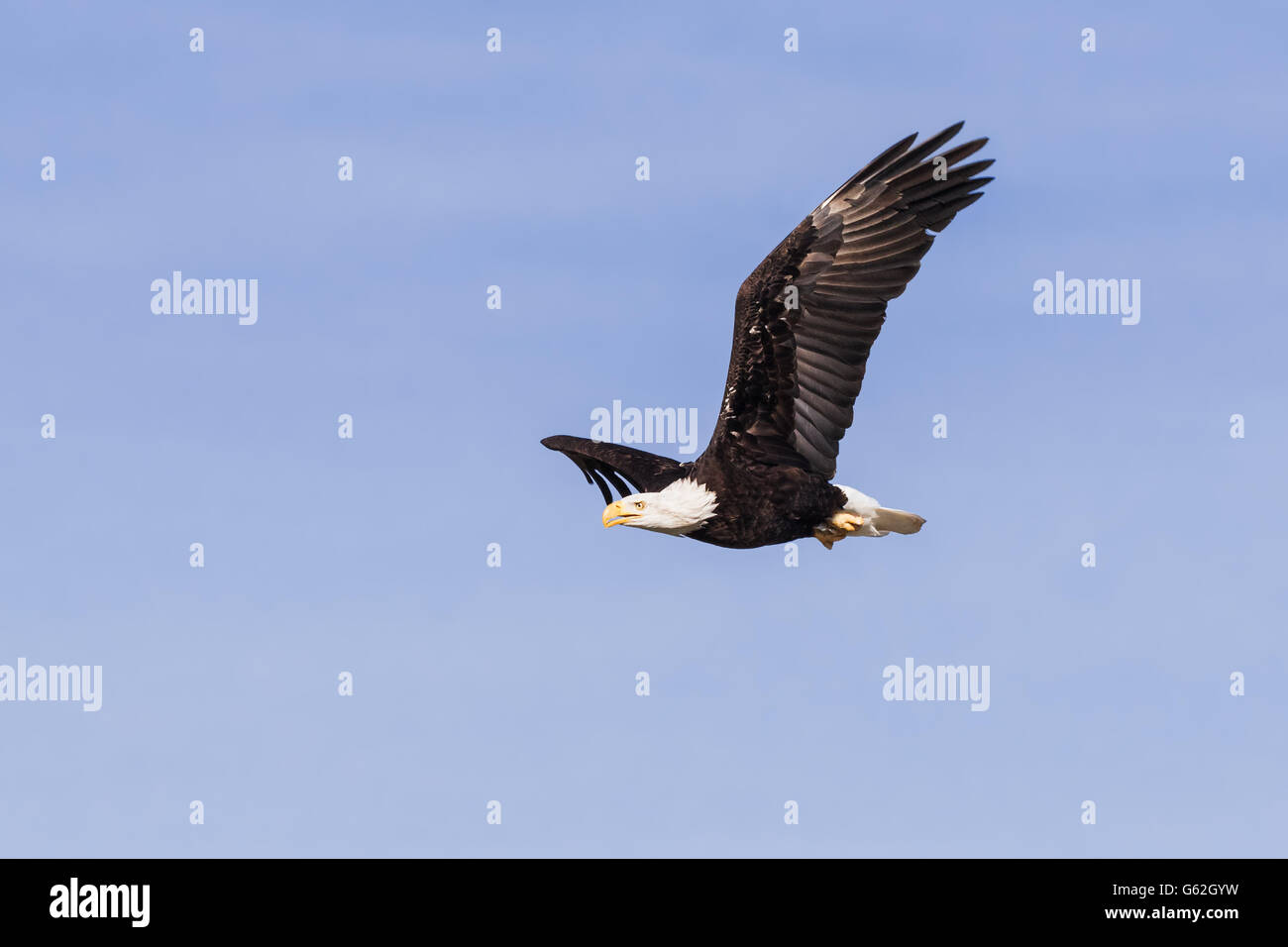 Aquila calva navigando attraverso un cielo blu chiaro Foto Stock