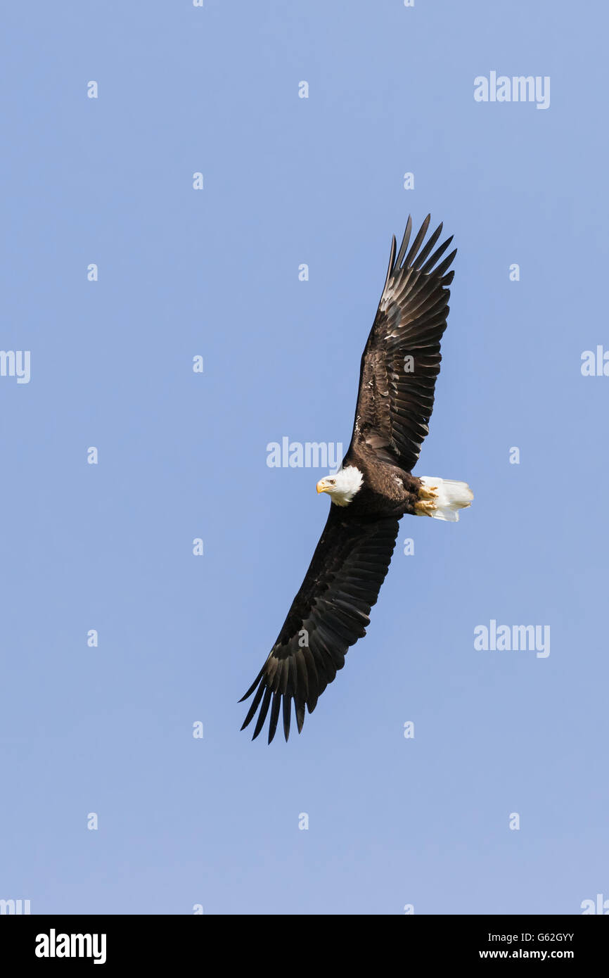 Aquila calva volare in un cielo blu Foto Stock