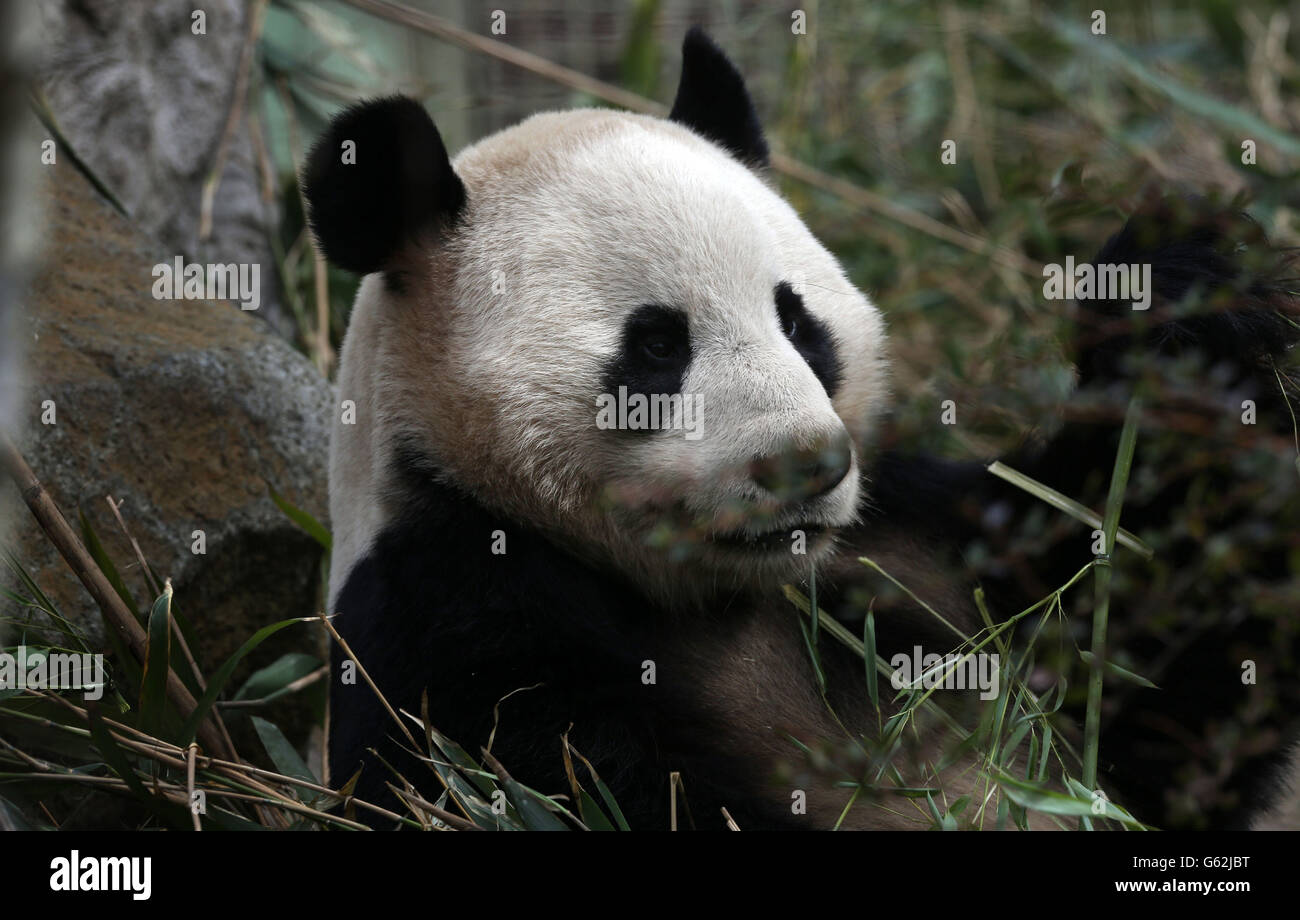 Pandas presso lo Zoo di Edimburgo Foto Stock