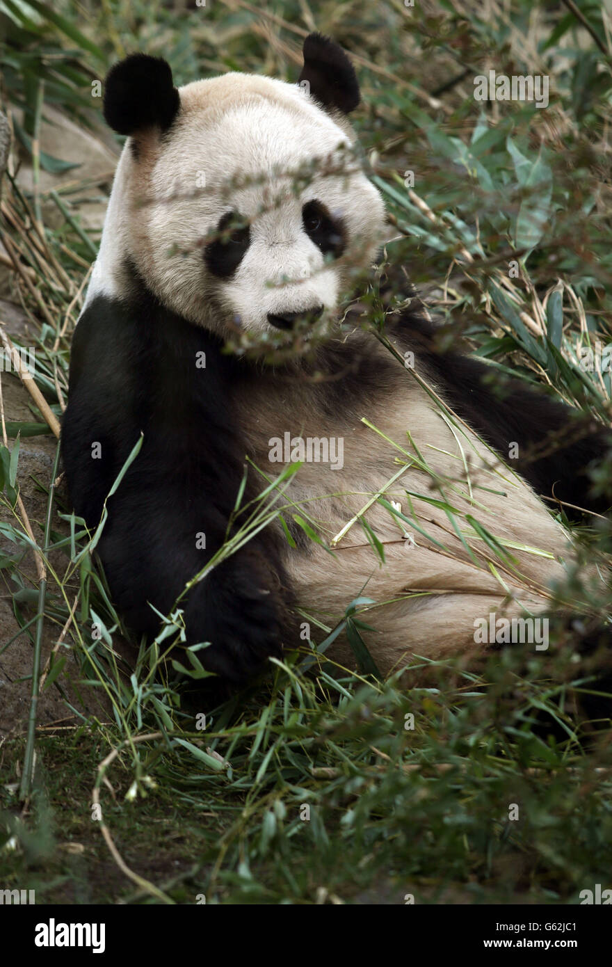 Yang Guang il Panda maschio allo Zoo di Edimburgo si trova nel suo recinto prima dell'inizio di una finestra di riproduzione di 36 ore. Foto Stock