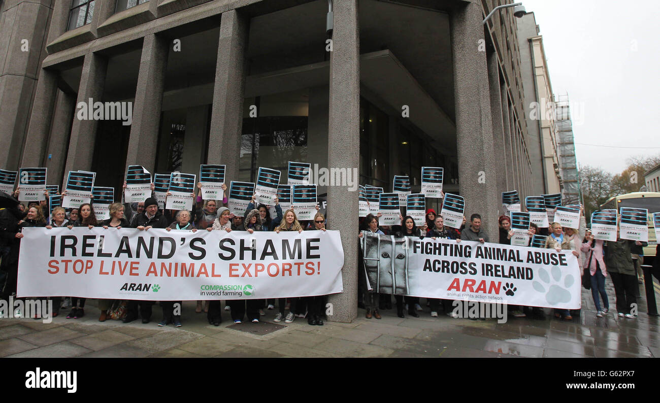 Gli attivisti della Animal Rights Action Network oggi si sono schierati contro le esportazioni vive provenienti dall'Irlanda presso il dipartimento dell'agricoltura di Dublino. Foto Stock