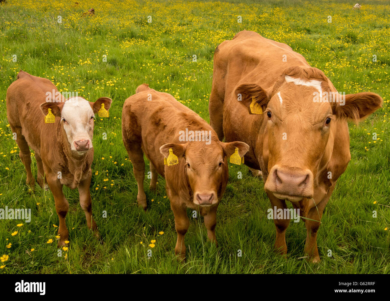 Latte di mucca e di vitelli nel campo Foto Stock