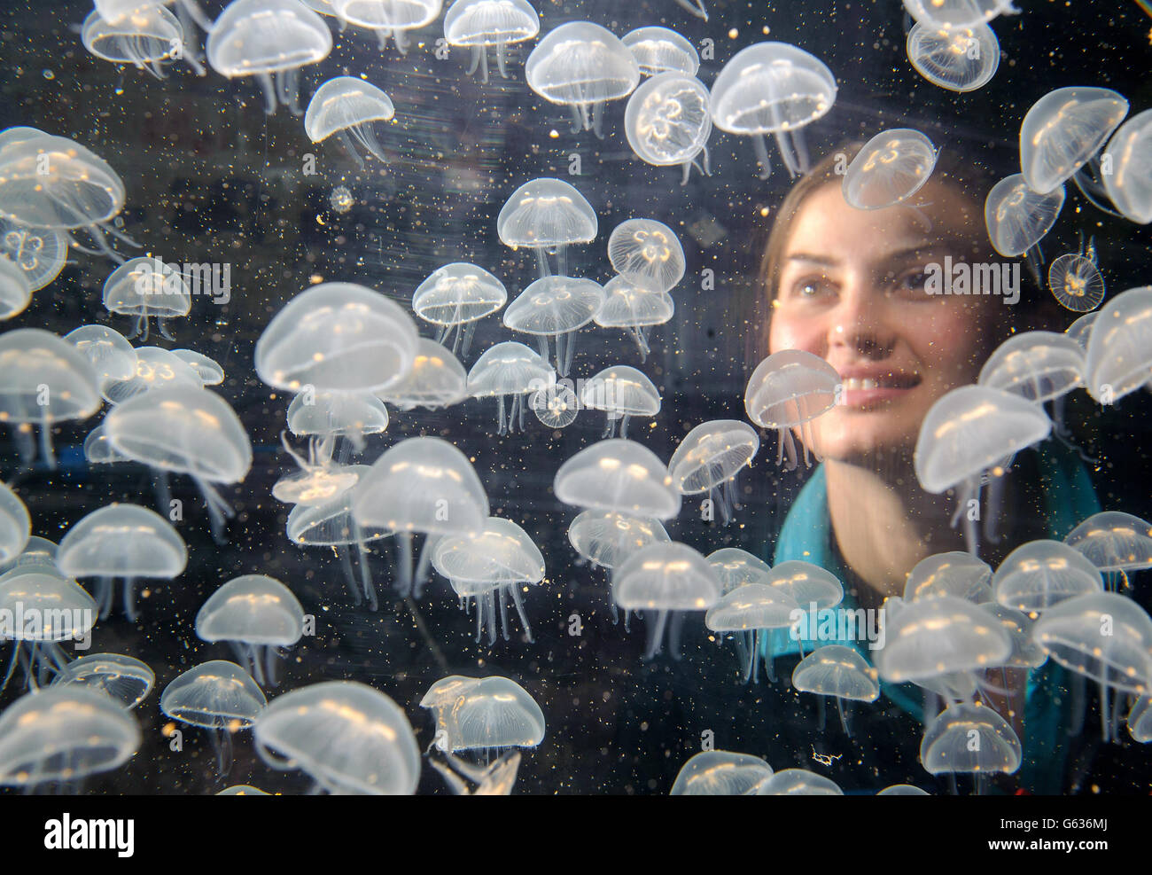 L'acquarista Ruth Chamberlain guarda un kreisel pieno di baby Moon  Jellyfish, al Sea Life London Aquarium, nel centro di Londra, parte di un  boom di baby meduse presso l'acquario Foto stock -