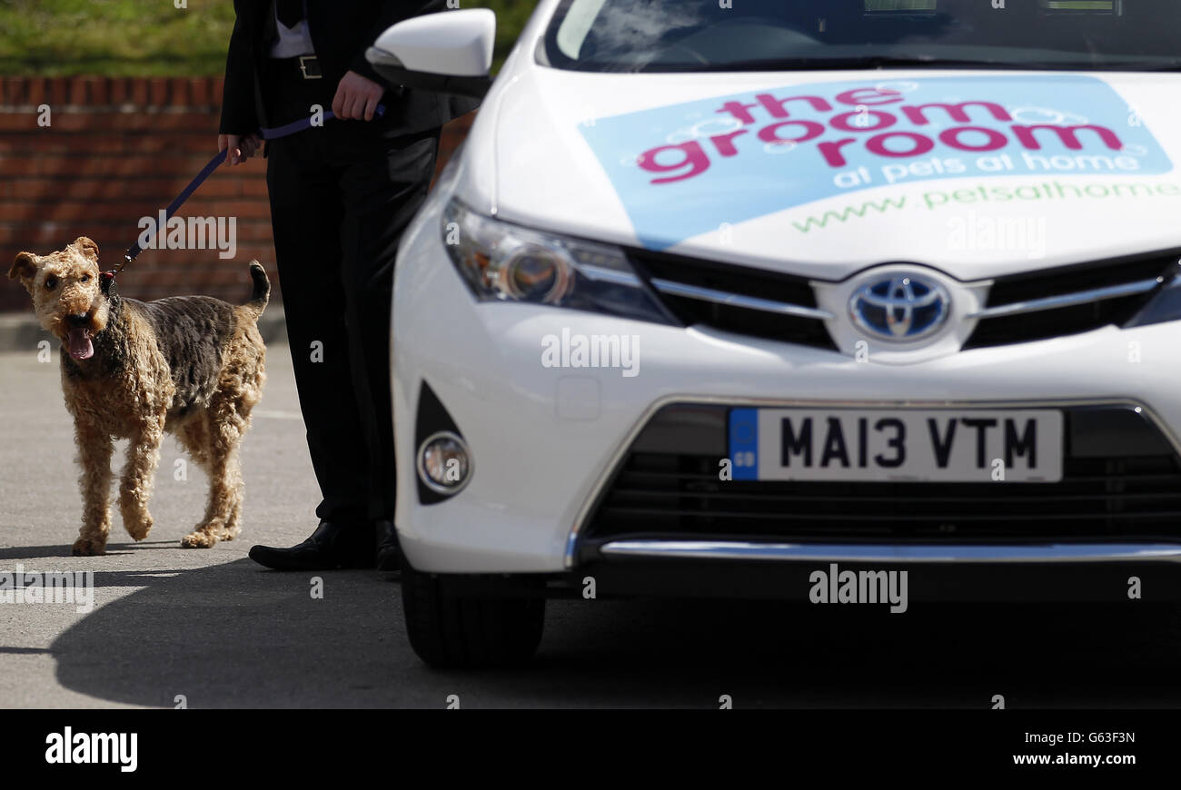Ruby, un Airedale Terrier, ha uno sguardo intorno al nuovo PET a casa Camera Toyota. Foto Stock