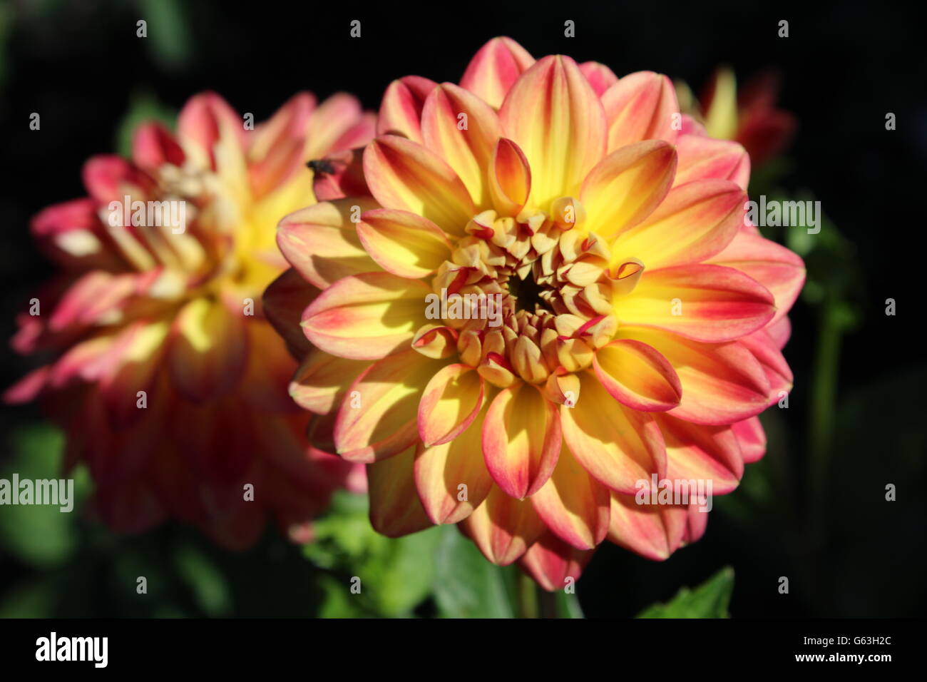 Giallo e Rosa Fiore Dahlia Foto Stock