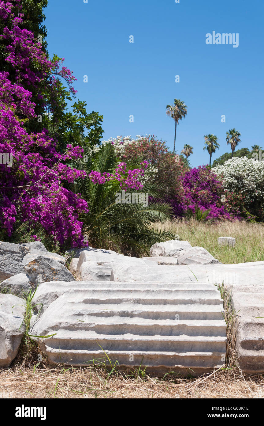 Colonne presso il santuario di Afrodite nell'Agorà, la città di Kos, Kos (Cos), del Dodecaneso, Egeo Meridionale Regione, Grecia Foto Stock