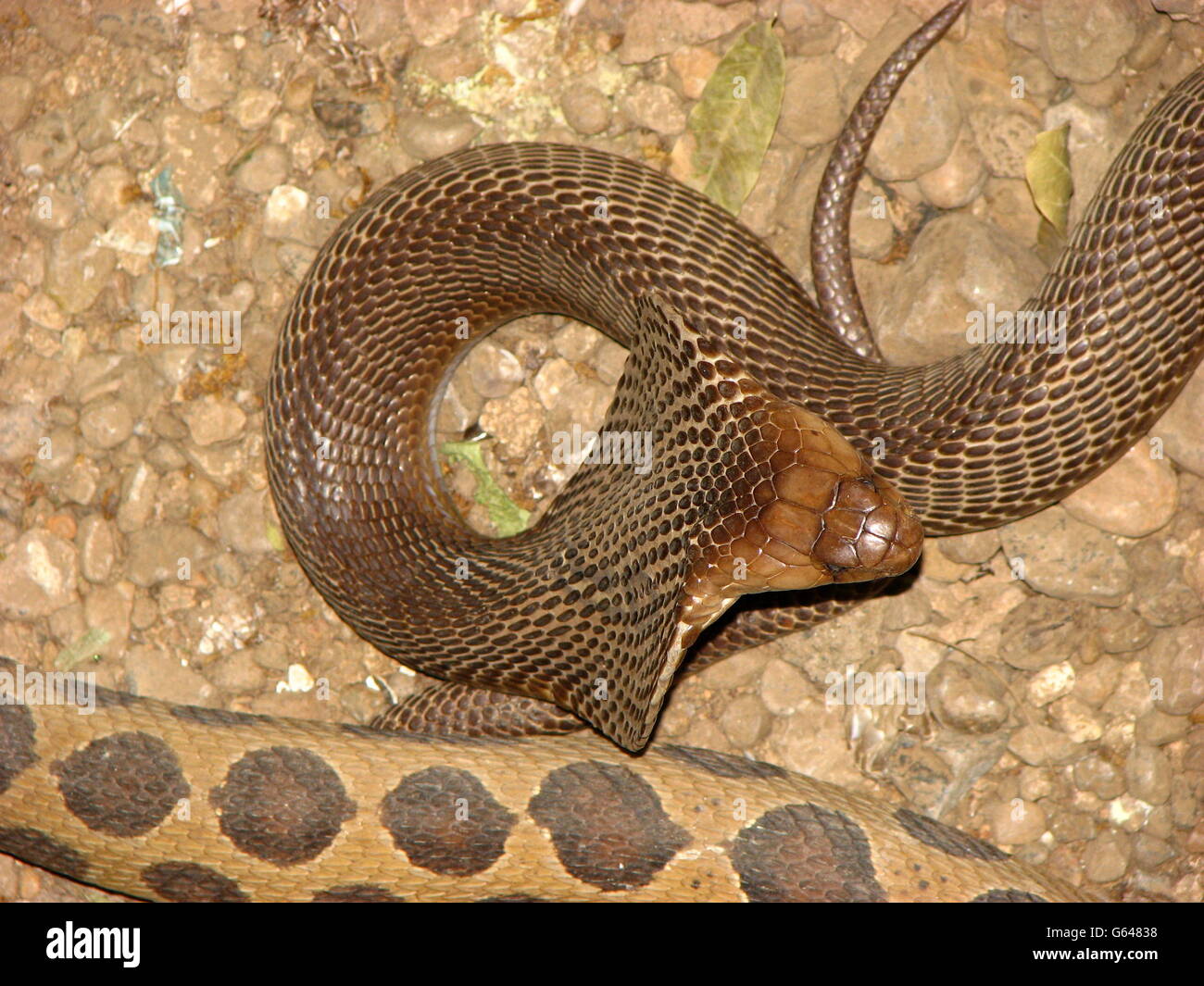 Un cobra accanto a un russels viper Foto Stock