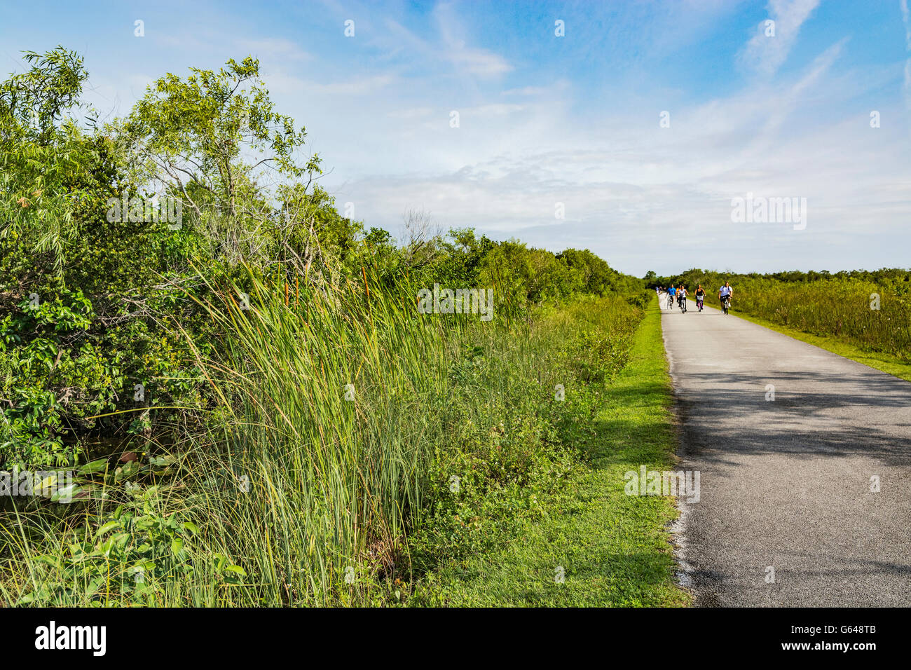 Florida Everglades National Park, Shark Valley, ciclisti Foto Stock