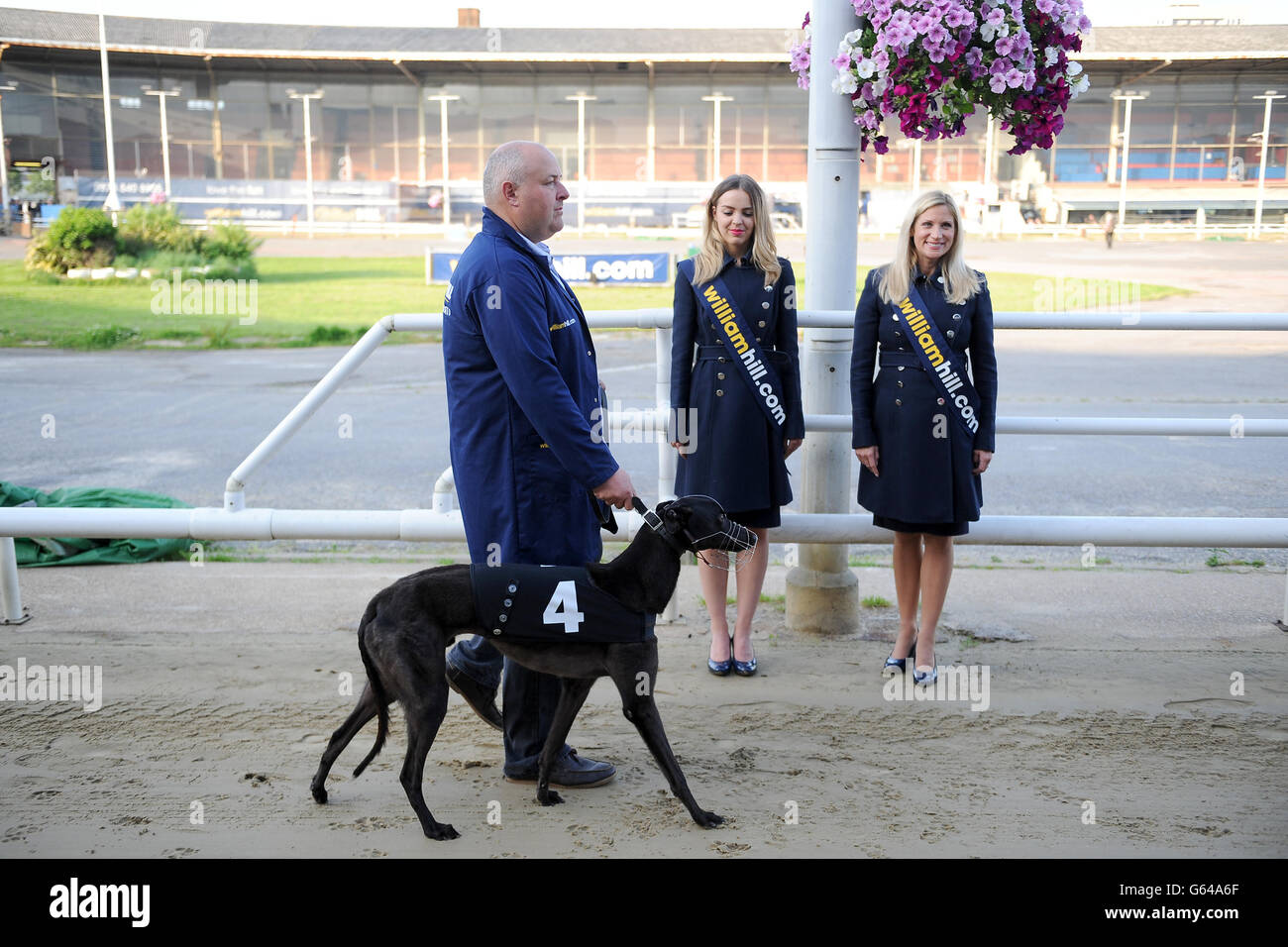 Greyhound Racing - William Hill Derby - quarti di finale - Stadio di Wimbledon. Droopys Keith è sfilata davanti al William Hill - Bet on the Move 273 Sprint Div B. Foto Stock