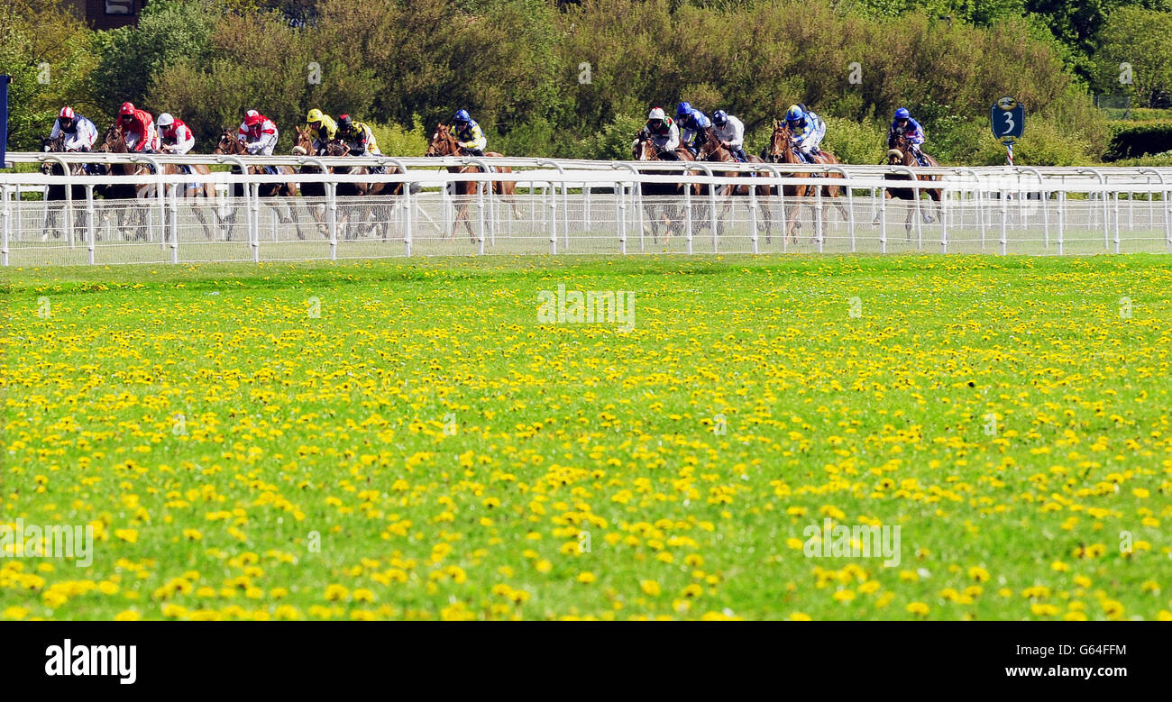 I corridori nelle Ralph Raper Memorial Stakes attraversano la Klavesmire ricoperta di dandelioni durante il Festival Dante del 2013 all'ippodromo di York. PREMERE ASOCATION Photo (Foto DI ASSOCAZIONE). Data immagine: Venerdì 17 maggio 2013. Guarda la storia della Pennsylvania RACING York. Il credito fotografico dovrebbe essere: John Giles/PA Wire Foto Stock