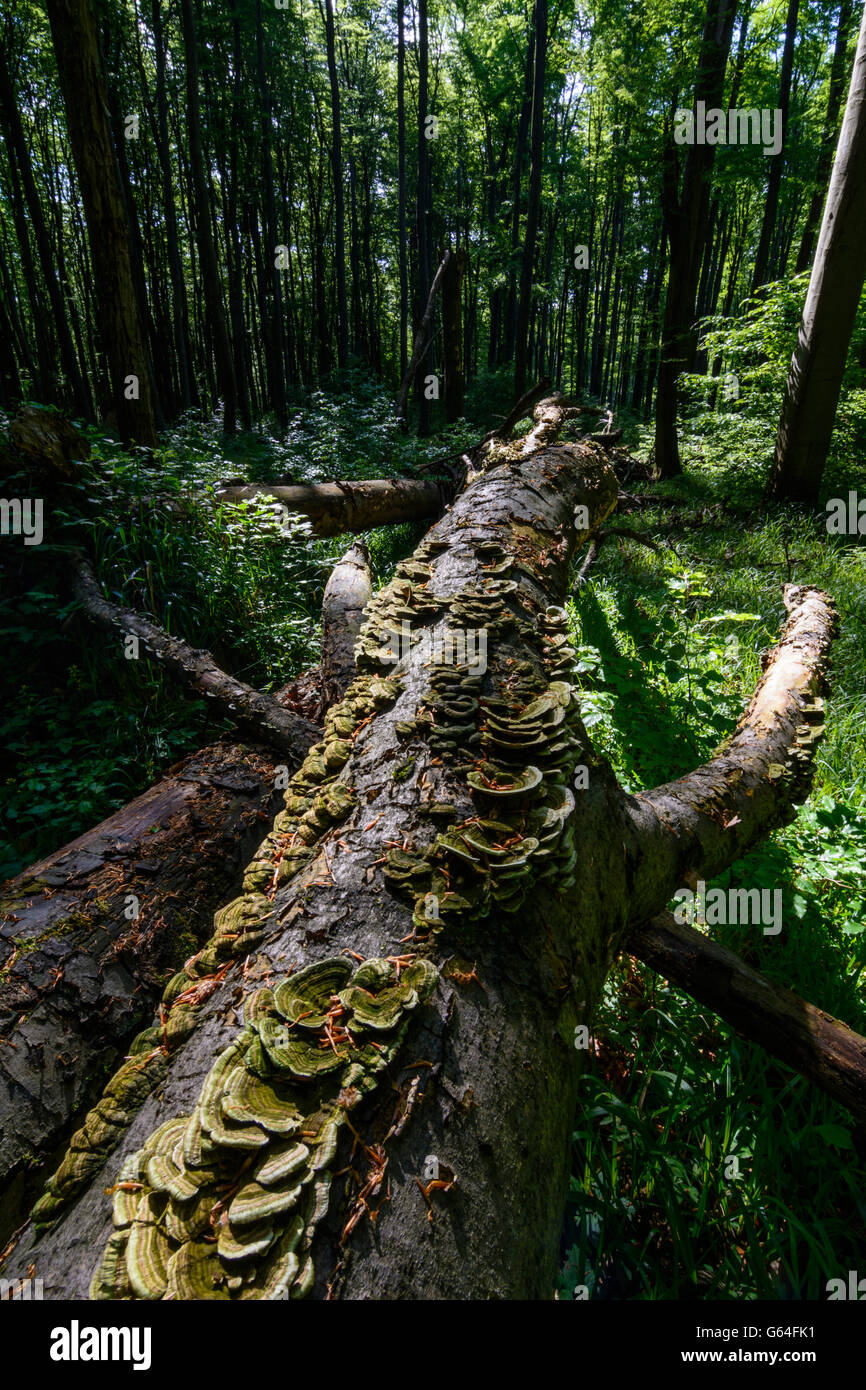 Caduto il faggio (Fagus sylvatica ) , che non viene più eliminato ed è parte di una foresta nel bosco di Vienna biosfera R Foto Stock