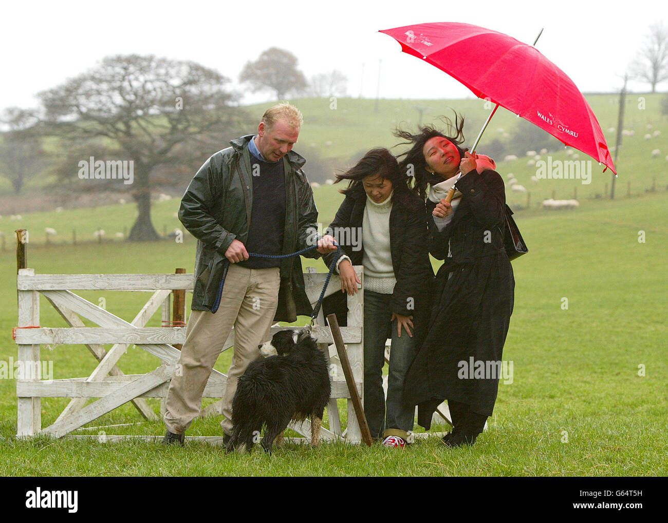 Gli scrittori di viaggio giapponesi Alexandre Yumi (a sinistra) e Harang Miwa con Aled Owen e il suo cane Bob, dove hanno guardato una mostra al centro di sheepdog 'Ewe-Phoria' a Llangwm, Denbighshire, Galles del Nord. * l'attrazione tratta i visitatori di uno spettacolo di 14 razze diverse di ariete, una mostra di cesoiatura e una dimostrazione di un uomo e il suo cane in stile sheepdog. La società di consulenza turistica EuroWales, che ha organizzato la visita, spera che catturerà l'immaginazione dei ricchi viaggiatori giapponesi. Foto Stock