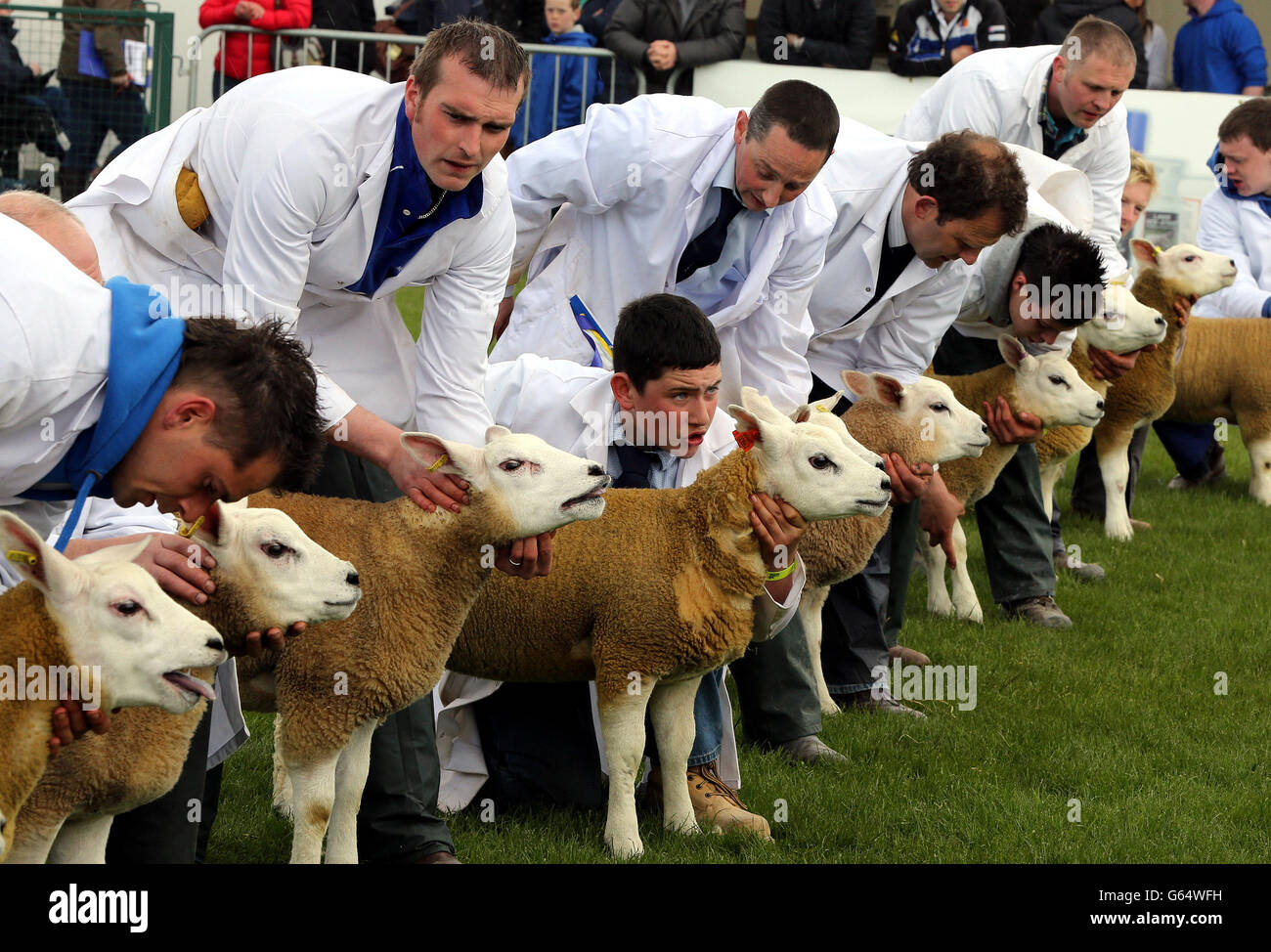 Gli agricoltori preparano le pecore per la mostra il primo giorno della mostra Balmoral, nel suo nuovo sito, l'ex prigione Maze fuori Lisburn a Co Antrim. La fiera agricola è una delle più grandi d'Irlanda e si svolge nei prossimi tre giorni. Foto Stock