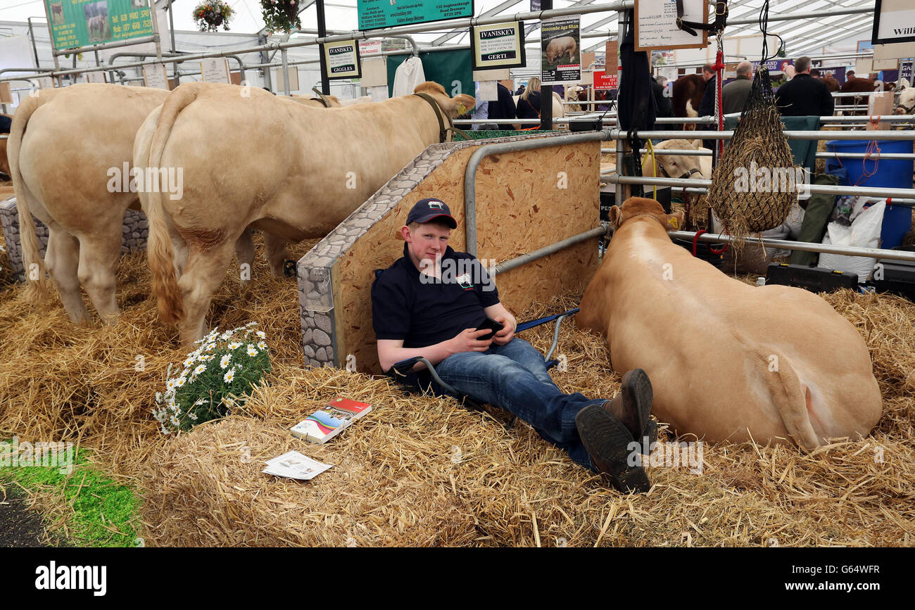 Un agricoltore si rilassa con il suo bestiame il primo giorno dello spettacolo Balmoral nel suo nuovo sito, l'ex prigione Maze fuori Lisburn a Co Antrim. La fiera agricola è una delle più grandi d'Irlanda e si svolge nei prossimi tre giorni. Foto Stock