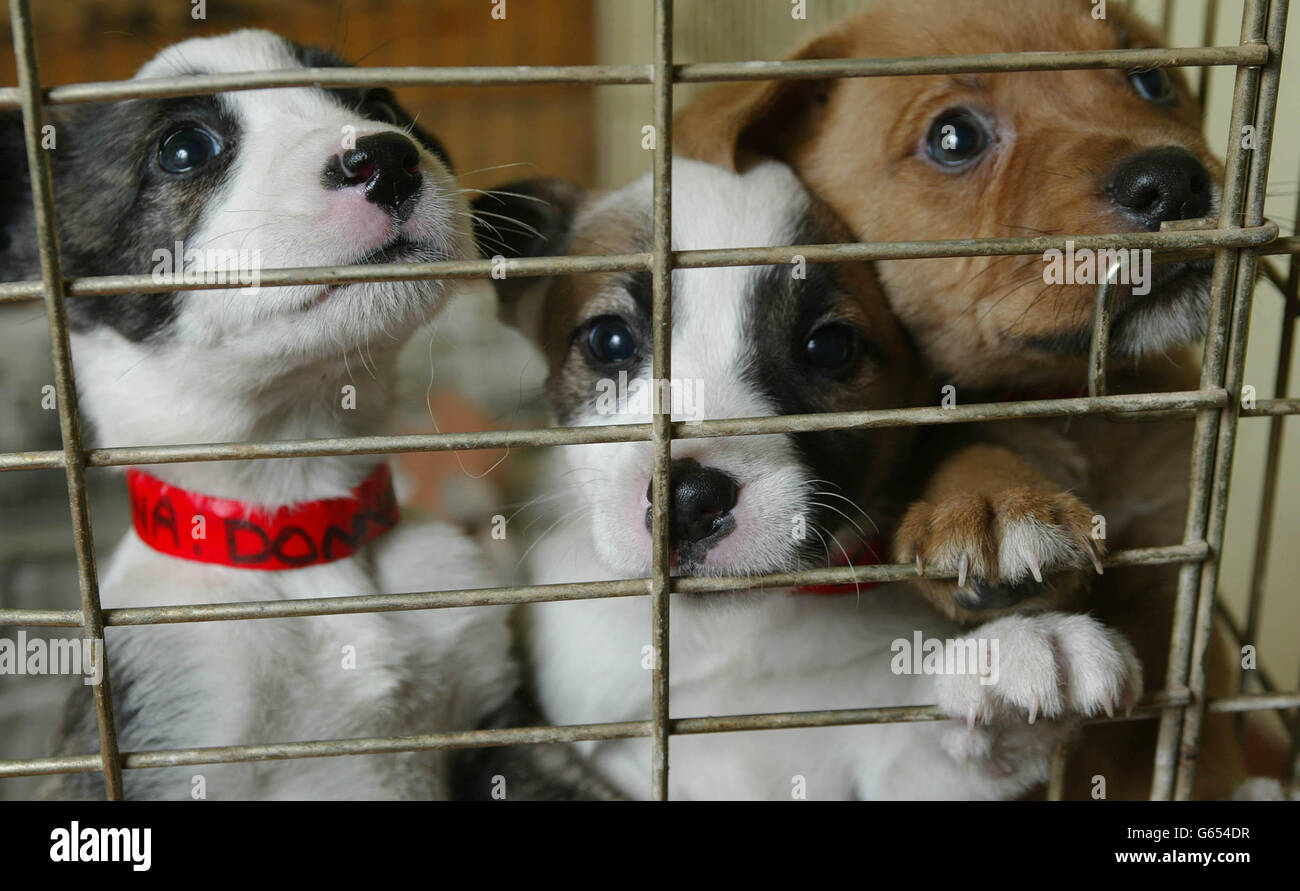 Una cucciolata di cuccioli abbandonati presso la sede principale di Salisbury della National Canine Defense League nel Wiltshire. L'NCDL ha sperimentato un afflusso di cani superiore al normale durante questo periodo pre-natalizio. *.. Questa famiglia di cuccioli di croce di Staffordshire Bull Terrier è stata chiamata dopo la renna di Babbo Natale. Foto Stock