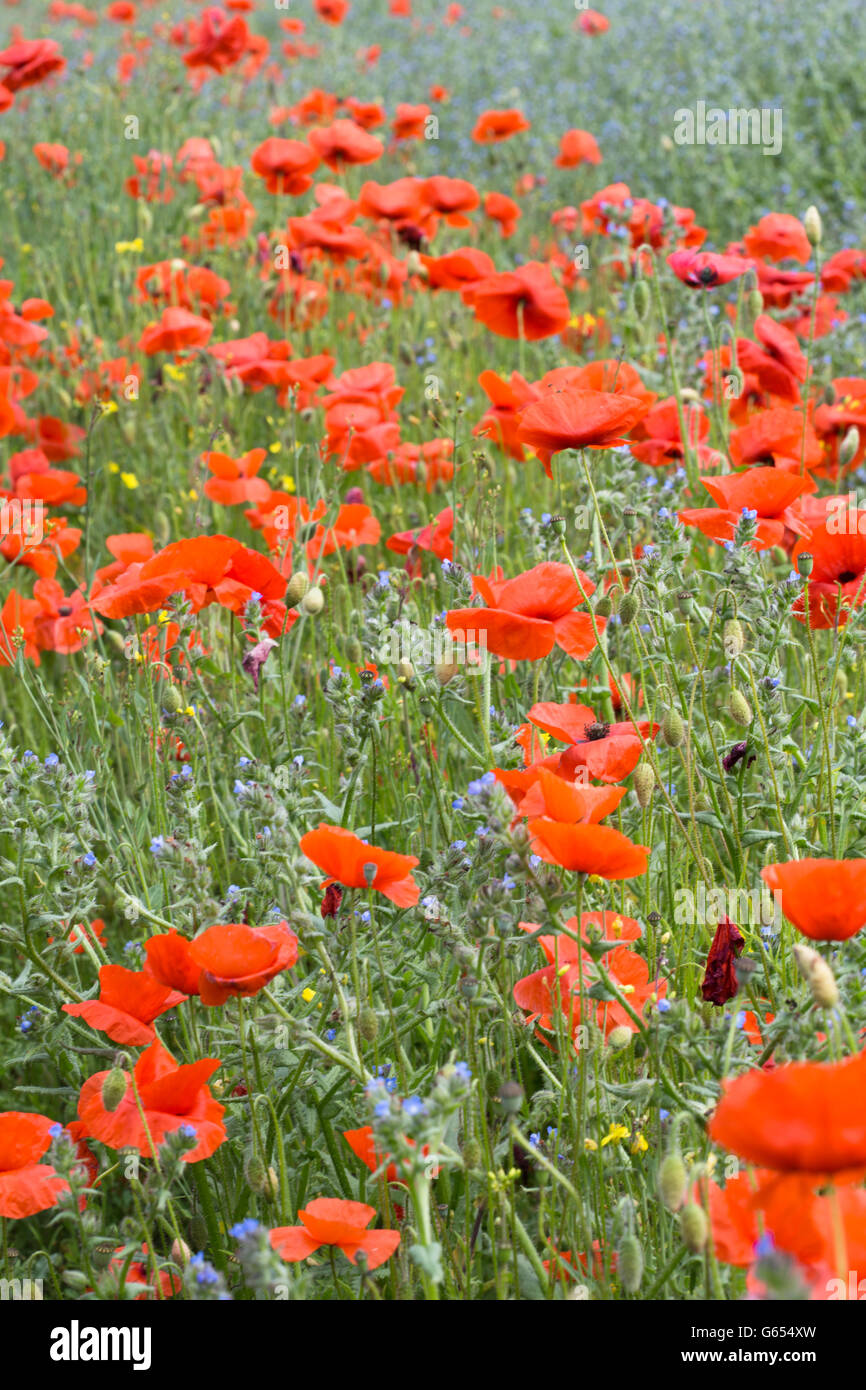 Un campo pieno delle Fiandre di papavero (Papaver rhoeas) prese a Durham in Inghilterra. Foto Stock