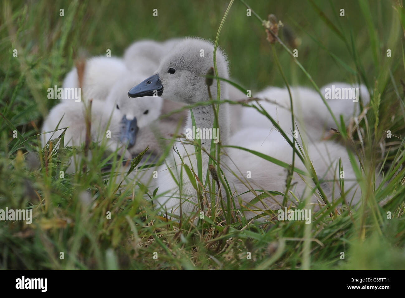 Cigno cygnets Foto Stock