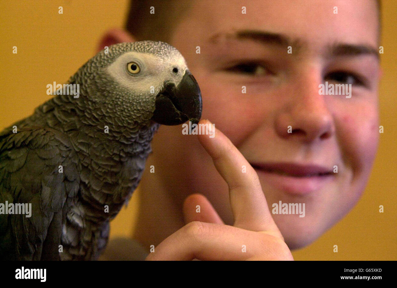 Lewis Moore, 14 anni, viene riunito con il suo animale domestico parot Budweiser, dopo che è stato scoperto essere portato giù la strada in una borsa di plastica da ladri che stavano cercando di venderlo. Il pappagallo African Grey è stato rubato da ladri che hanno rotto nella casa della famiglia a Bonchurch Street, Leicester, *..e ha anche rubato un lettore DVD, un telefono cellulare e una borsa di tela nera. Foto Stock