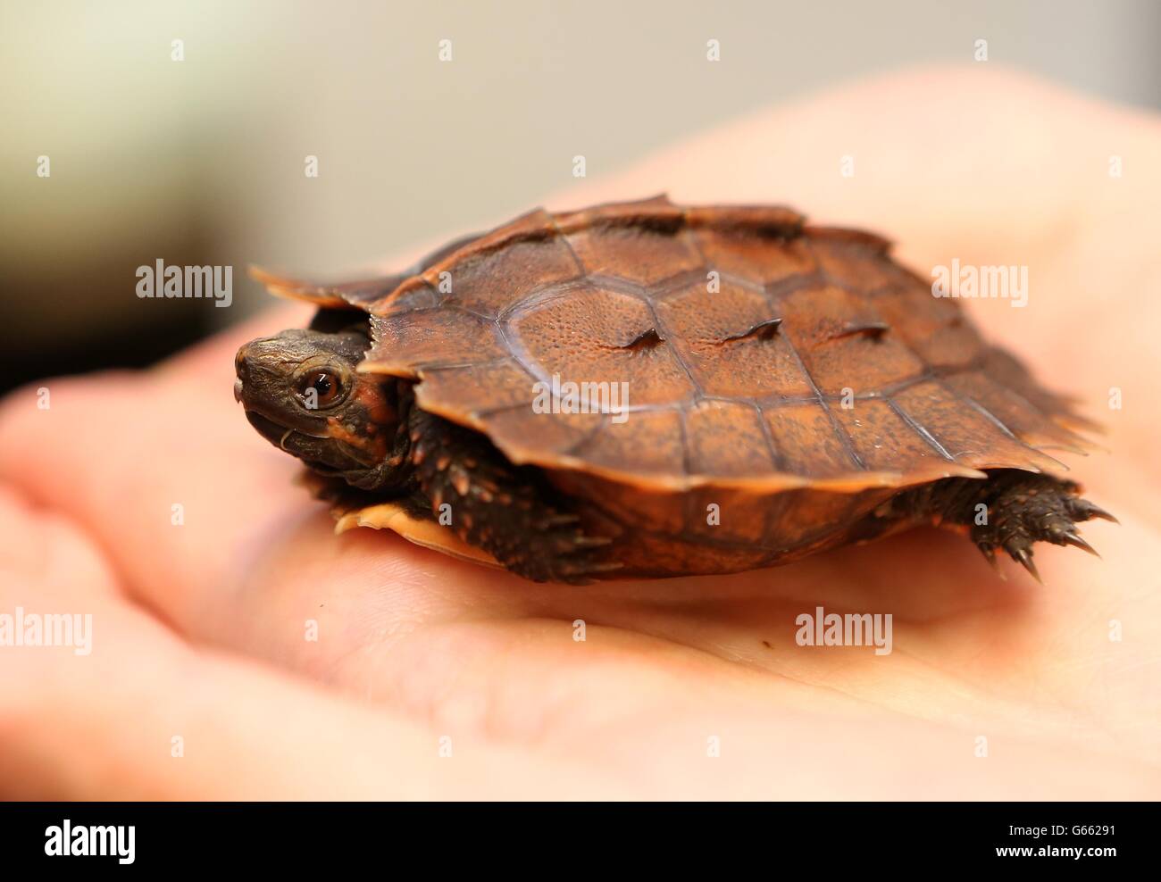 Nuova tartaruga spinosa del bambino. Una rara tartaruga che ha scampo allo zoo di Chester, la prima tartaruga a essere allevata nel Regno Unito. Foto Stock