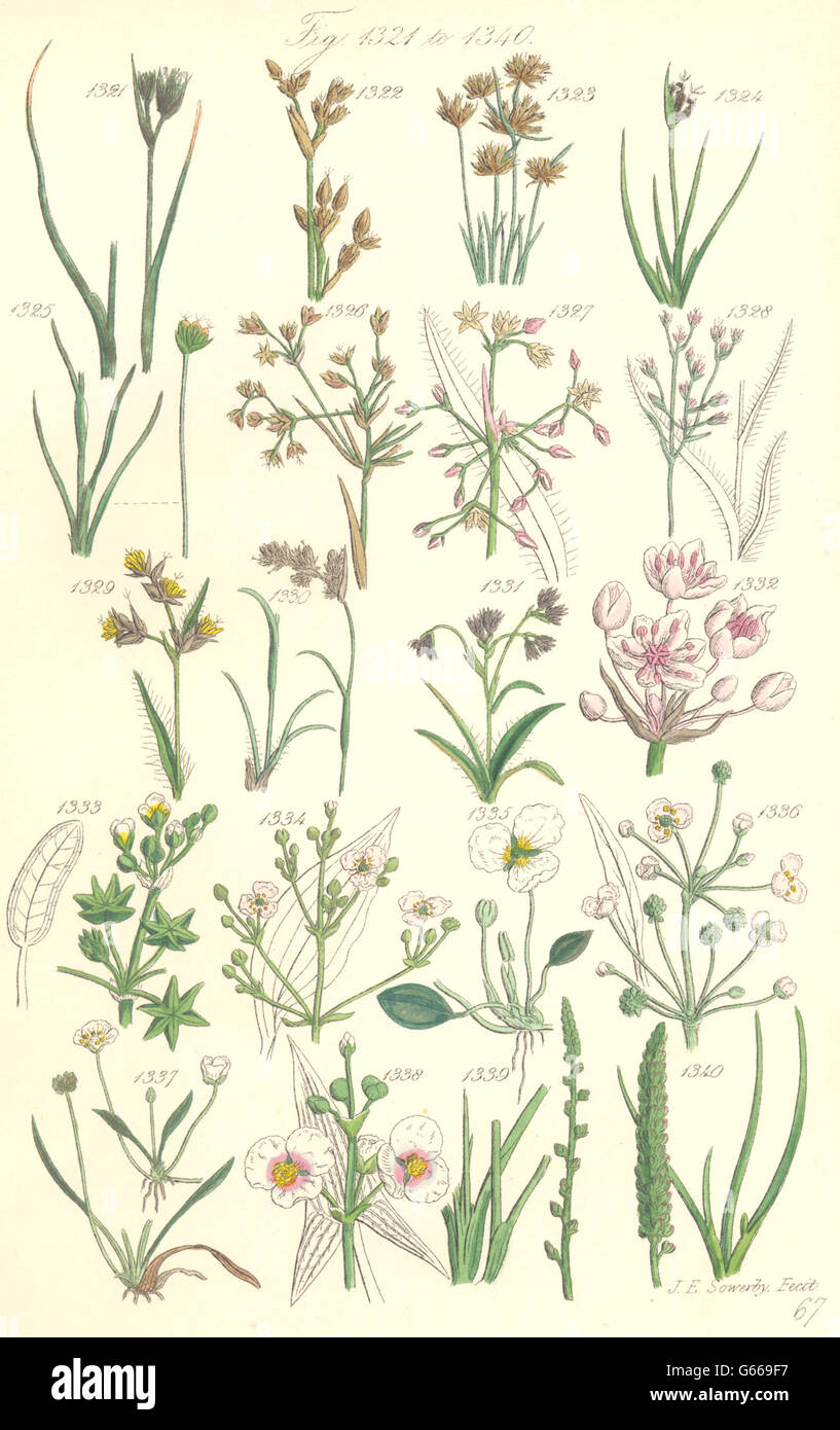 Fiori Selvatici:Rush Water-Plantain Star-Fruit freccia Freccia testa-erba.SOWERBY, 1890 Foto Stock