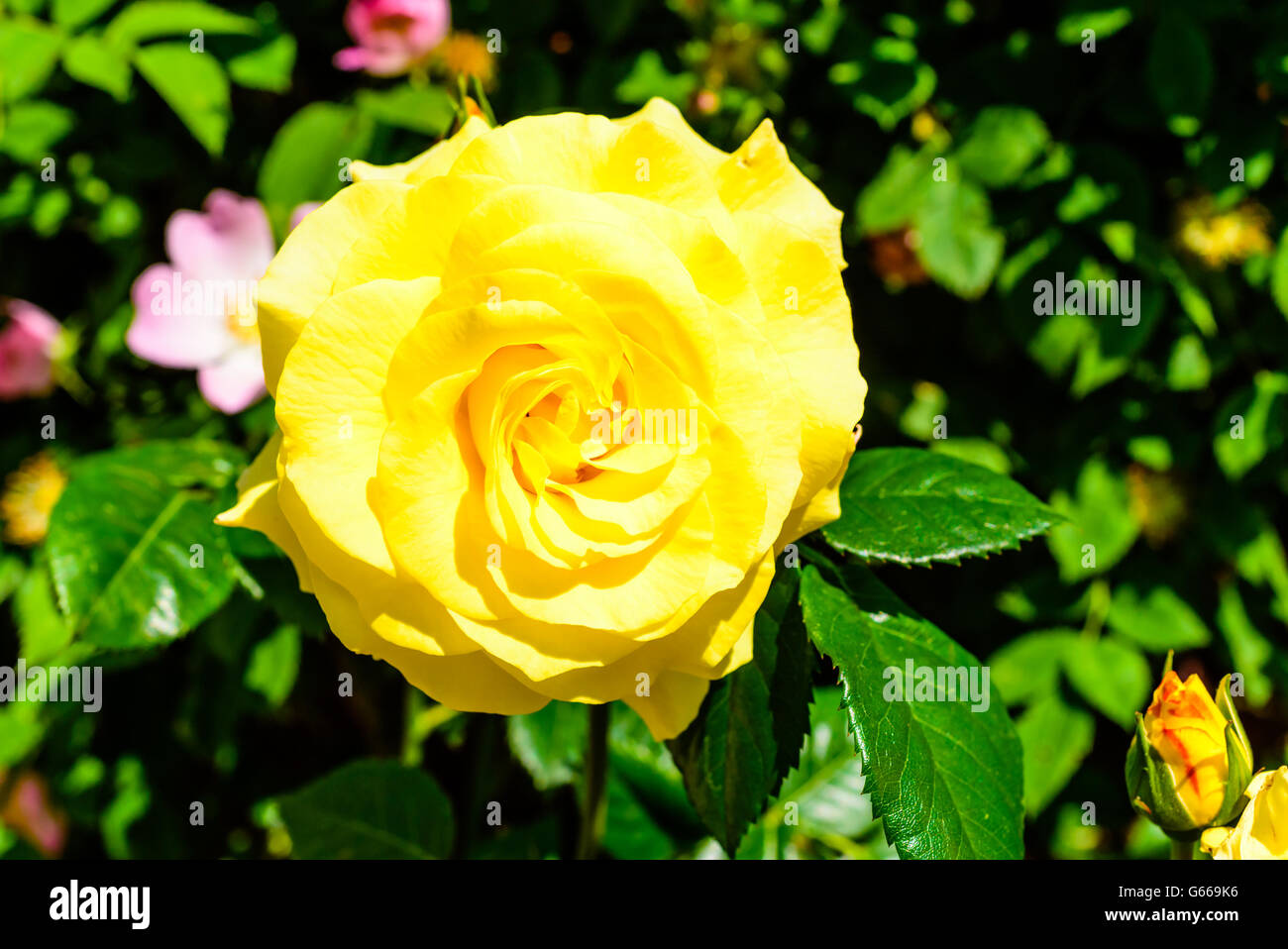 Bella rosa gialla fiore e bud. Rosa rosa selvatica in background. Foto Stock