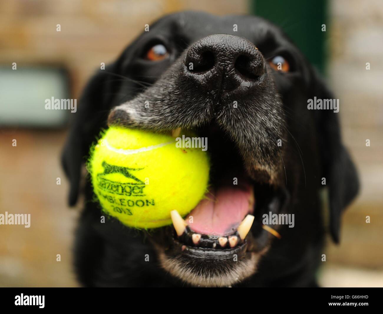 Esplosivi e cercare Dylan Dog con una palla Wimbledon in bocca prima durante il 9° giorno del Wimbledon Championships presso l'All England Lawn Tennis and Croquet Club, Wimbledon. Foto Stock