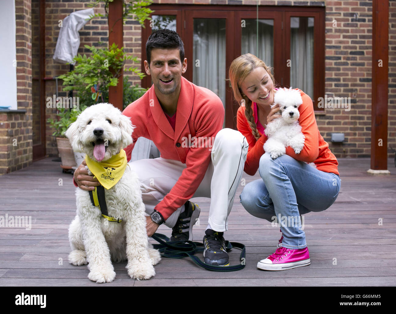 : il giocatore di tennis numero uno del mondo e l'amante del cane Novak Djokovic con la sua fidanzata Jelena Ristic e la loro poodle dell'animale domestico, Pierre, gioca con Goldendoodle Bella, un cane di salvataggio della fiducia dei cani, Che Novak ha chiamato questa mattina nella sua residenza temporanea a Wimbledon, a sud-ovest di Londra, per sensibilizzare la Dogs Trust e aiutare a trovare Bella una nuova casa. DATA di emissione DELL'ASSOCIAZIONE STAMPA: Venerdì 21 giugno 2013. Il credito fotografico dovrebbe essere: John Phillips/PA Wire Foto Stock