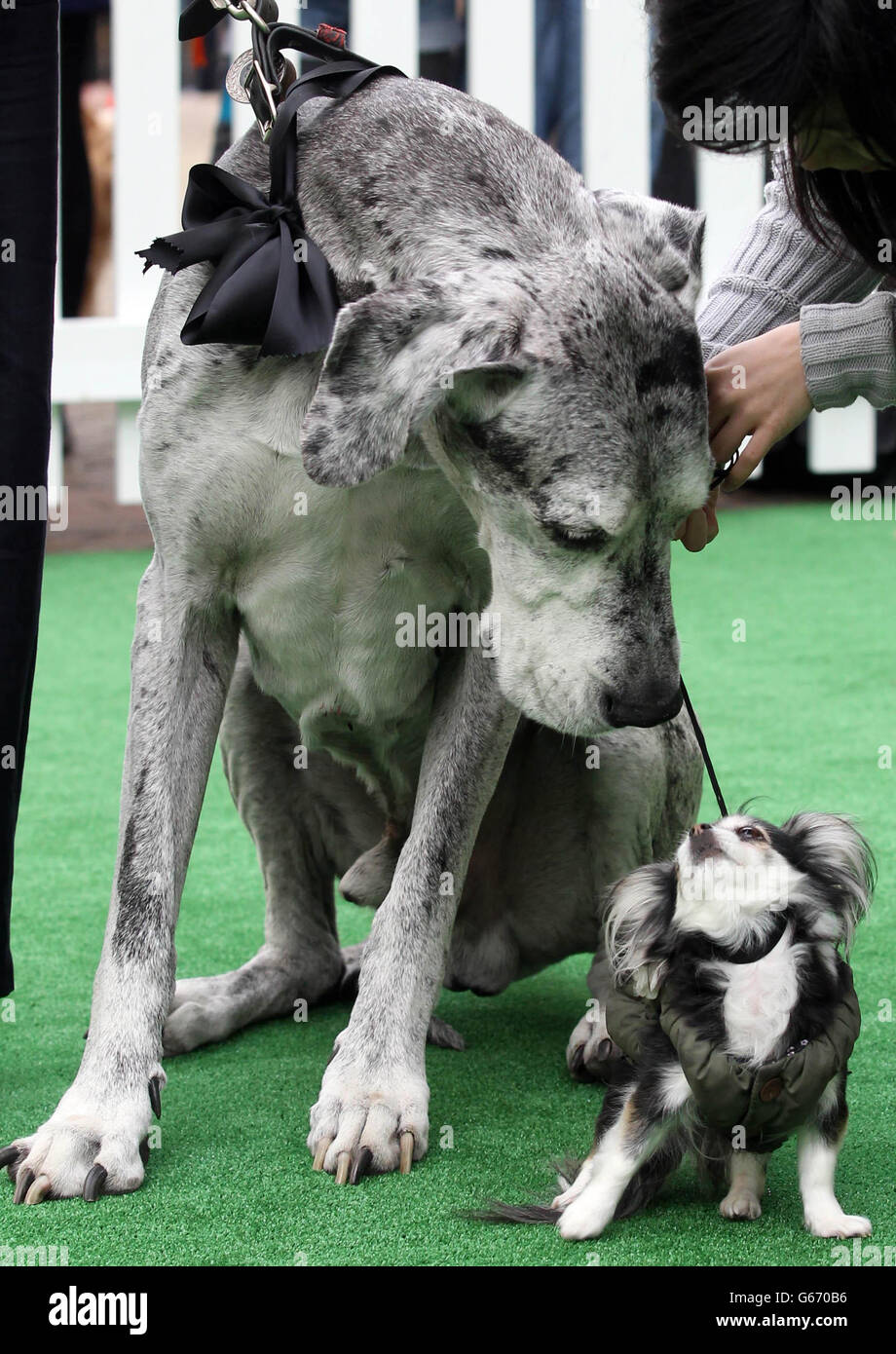 Grande Dane Louis con Chihuahua Lassie (a destra) al primo Dog Day annuale in aiuto di Battersea Dogs Home, Londra. Foto Stock