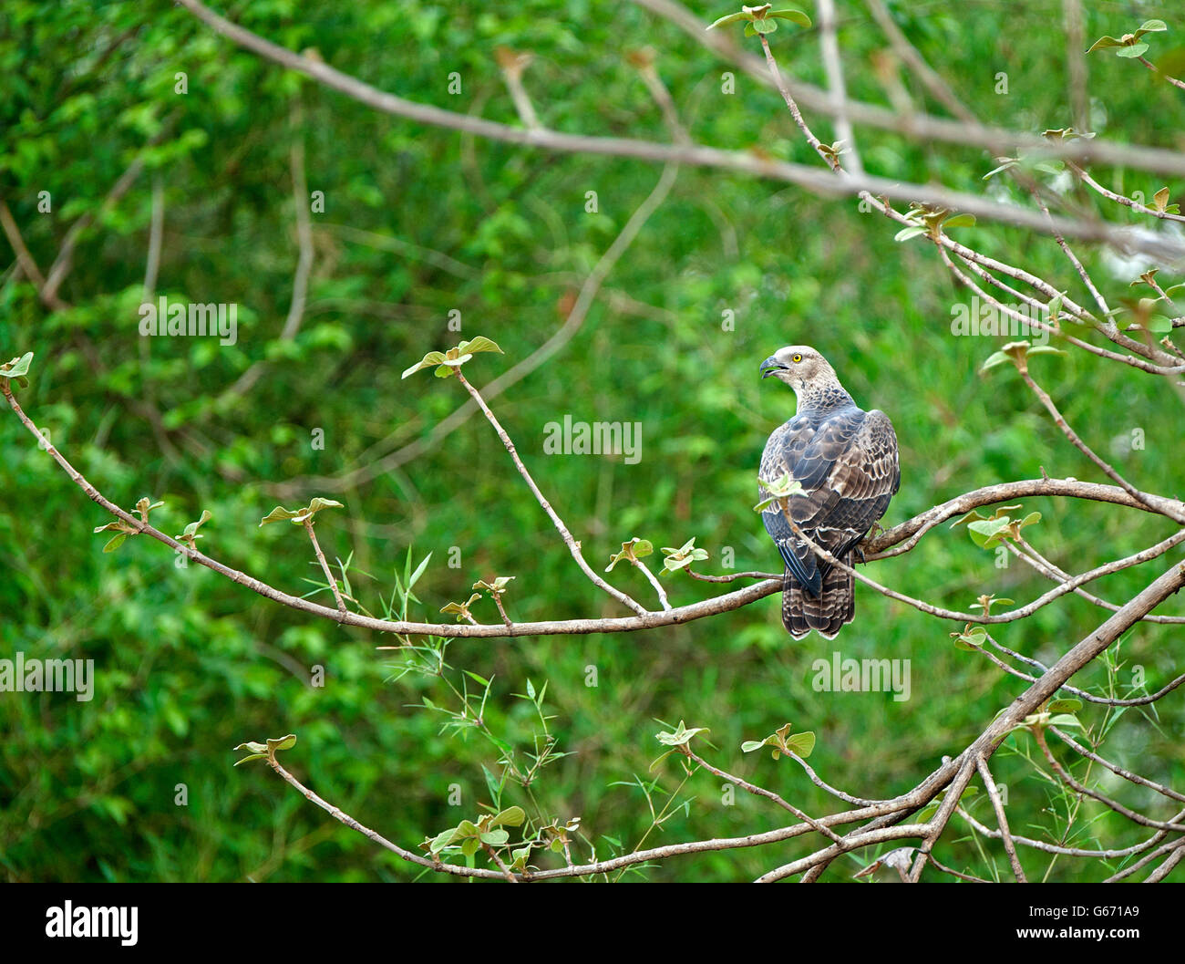 L'immagine della oriental Falco Pecchiaiolo ( Pernis ptilorhynchus ) in Tadoba national park, India Foto Stock