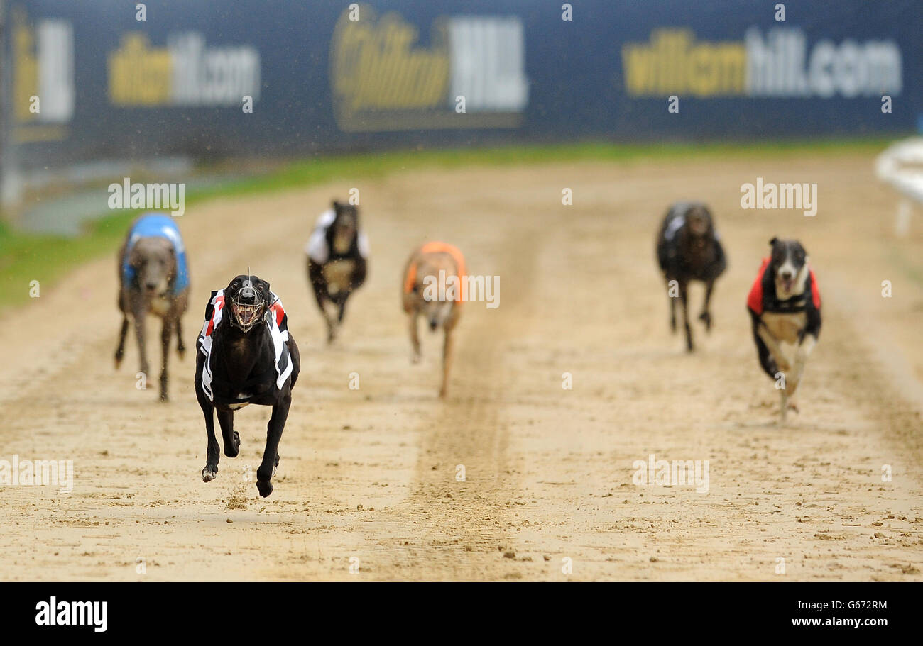 Droopys Jet (n° 6 bianco/nero) sulla strada per vincere il William Hill Derby 3rd Round Heat 1 davanti a Skate on (n° 5 arancione), Kereight King (n° 4 nero), Kilara Missy (n° 3 bianco), Teejays Bluehawk (n° 2 blu) e Tyrur Sugar Ray (n° 1 rosso) Foto Stock