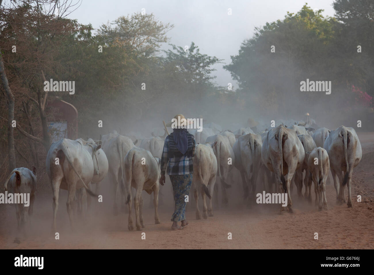 Nella pianura di Bagan (Myanmar), una mandria di scraggy zebu tornando azienda sotto il controllo di un pastore. Troupeau de zébus. Foto Stock