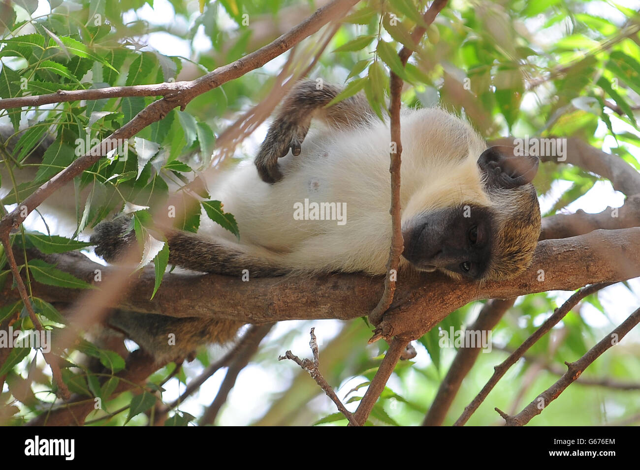 Una scimmia verde vervetto riposa in un albero alla Riserva animale di Bandia, Senegal. Foto Stock