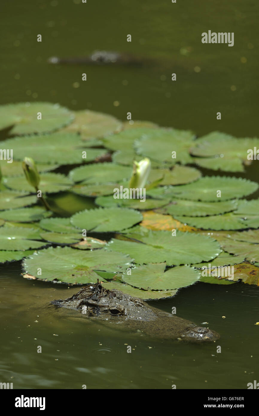 I coccodrilli si rinfrescano intorno ai letti di giglio in un lago alla Riserva animale di Bandia, Senegal. Foto Stock