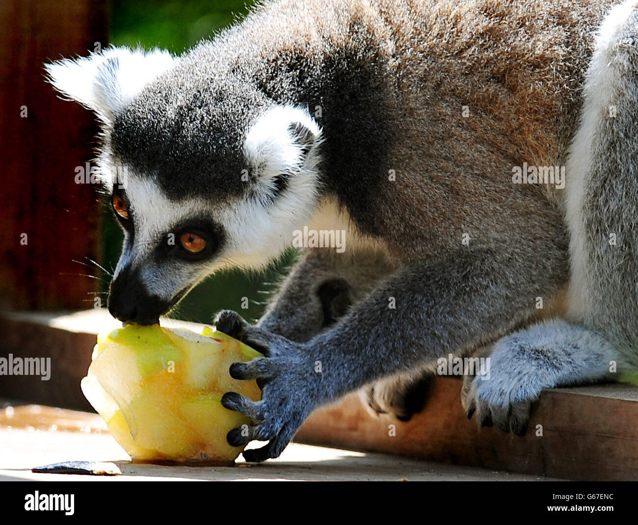 I lemuri di nero e bianco ruffito mangiano una lecca di ghiaccio con le mele nello zoo di Twycross, Leicestershire. Foto Stock