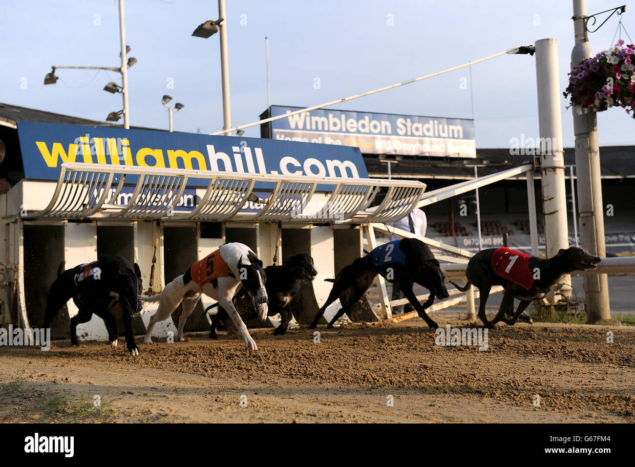 King Nicky (seconda a sinistra) esce dal cancello di partenza sulla sua strada per vincere il William Hill - Bet on the Move 273 Sprint Div B. Foto Stock