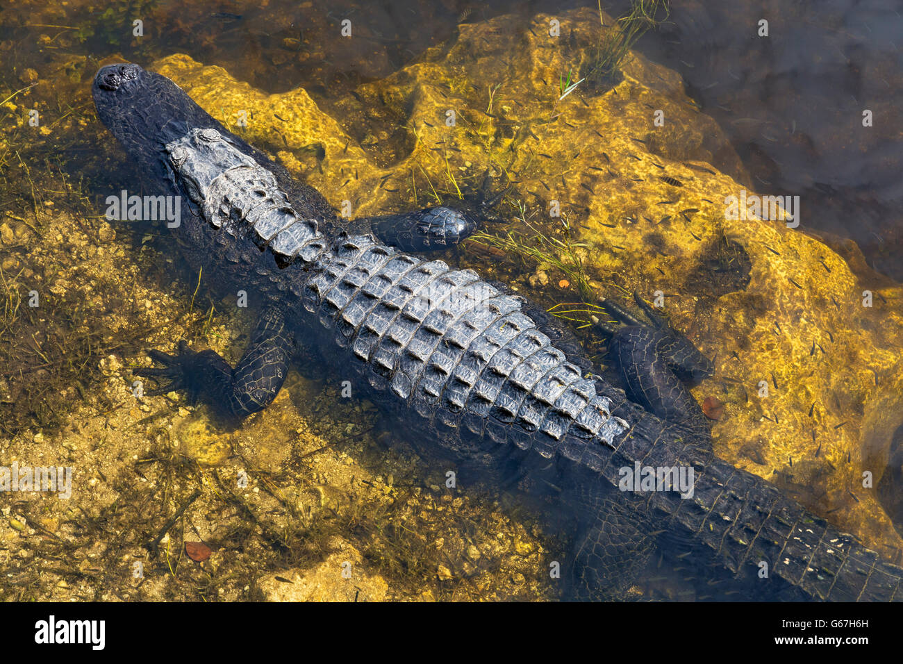 Florida, Big Cypress National Preserve, Oasi Visitor Center, coccodrillo americano (Alligator mississippiensis) boardwalk view Foto Stock