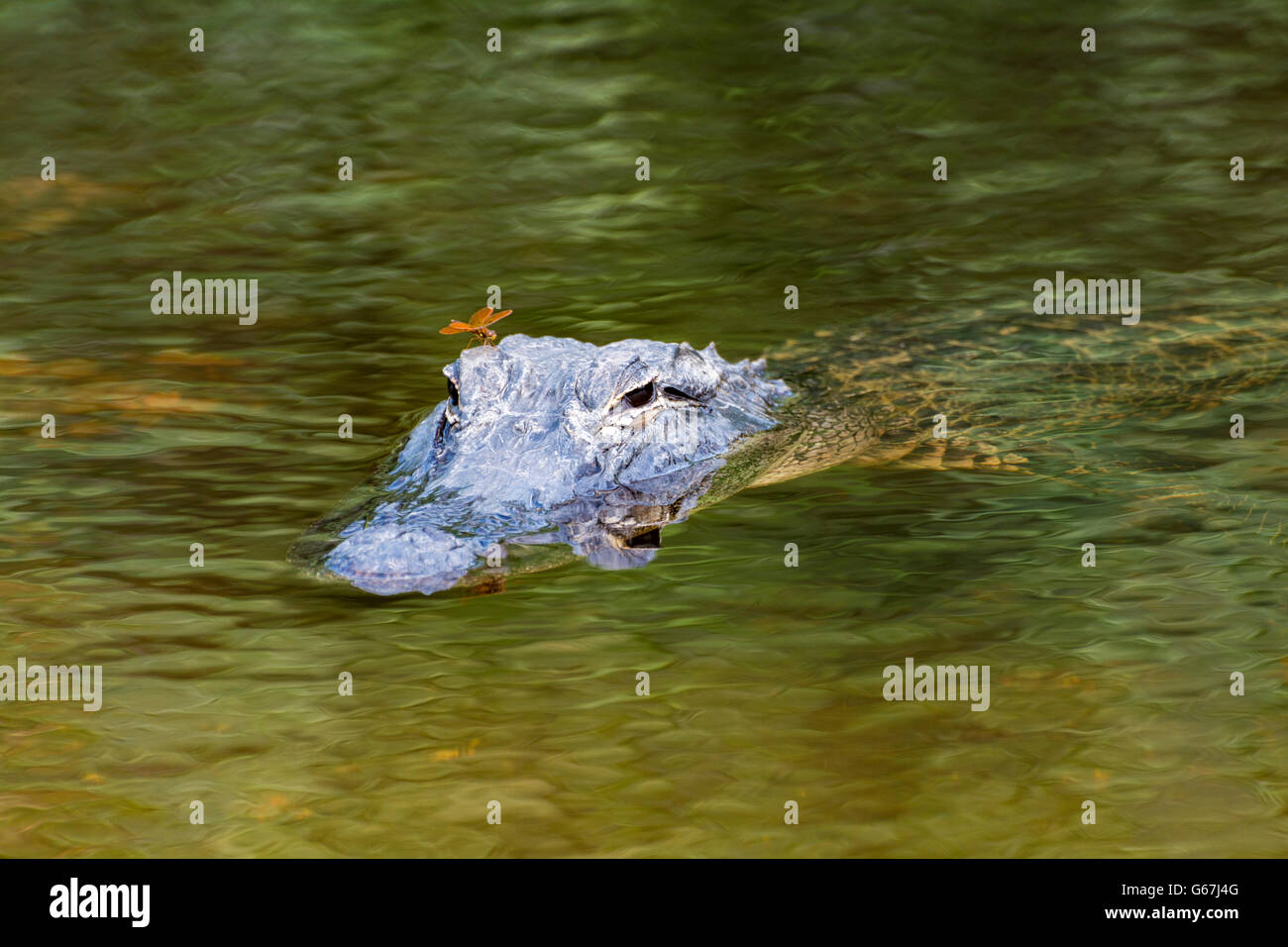 Florida, Big Cypress National Preserve, coccodrillo americano (Alligator mississippiensis) visto dal Turner River Road, Dragonfly Foto Stock