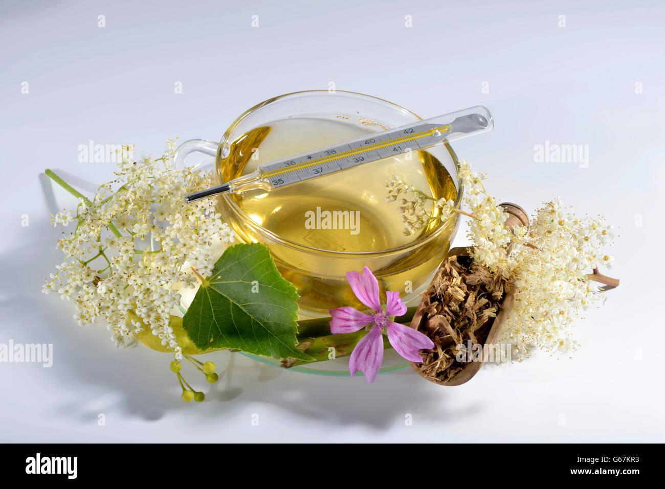 Raffreddori e Influenza di tè, Lime Tree blossom, lâ Elderflower, Sambuco, Malva foglia, Malva, comune malva, radice di liquirizia, Europeo il sambuco, Sambuco, comune il sambuco nero sambuco, corteccia di salice / (Tilia cordata), (Tilia grandifolia), (Sambucus nigra), (Salix sp Foto Stock