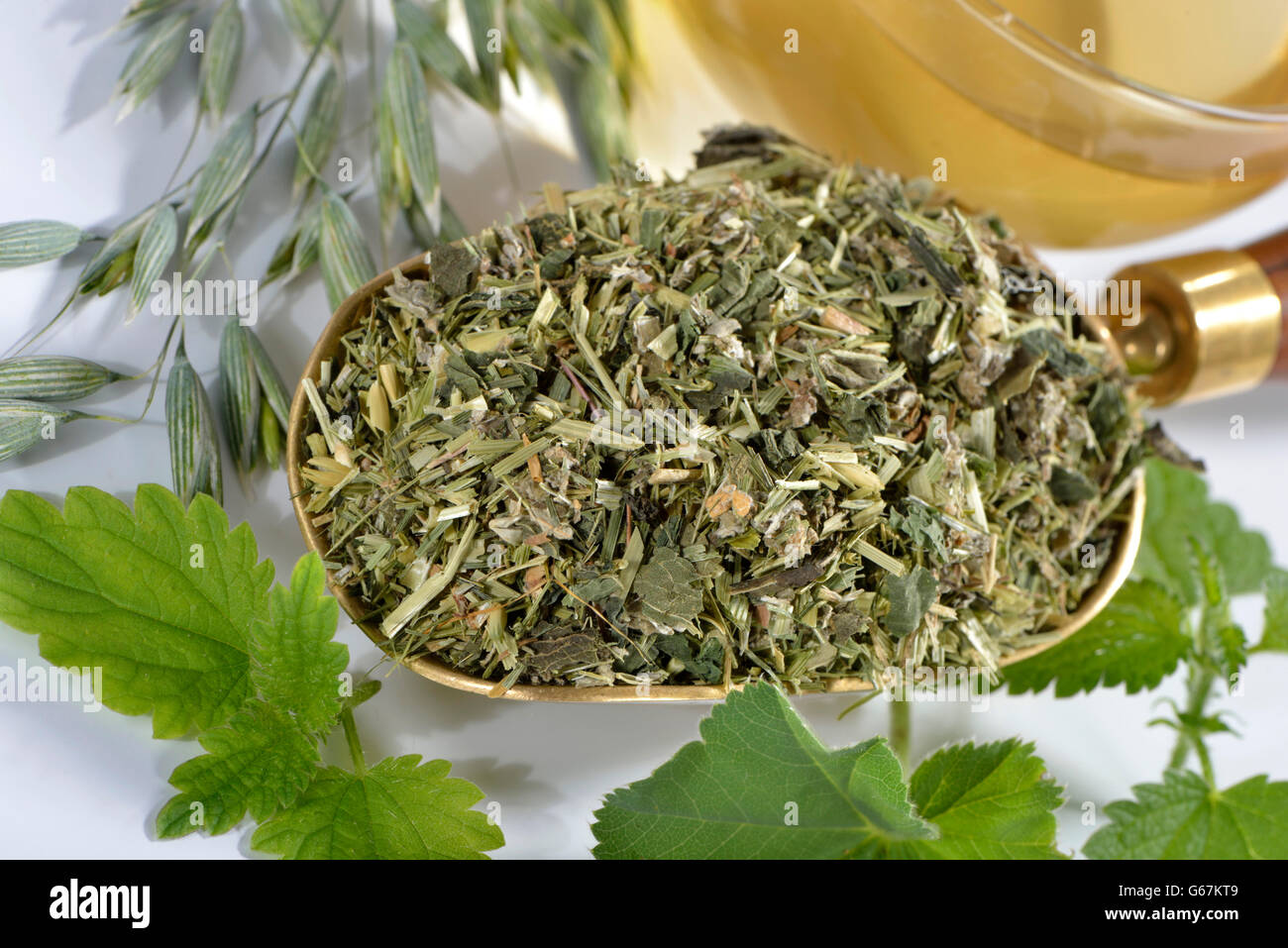 Green Tea Oat, Comune di avena, Ortica, erbe alpine lady del mantello / (Avena sativa), (Urtica dioica), Alchemilla alpina) Foto Stock
